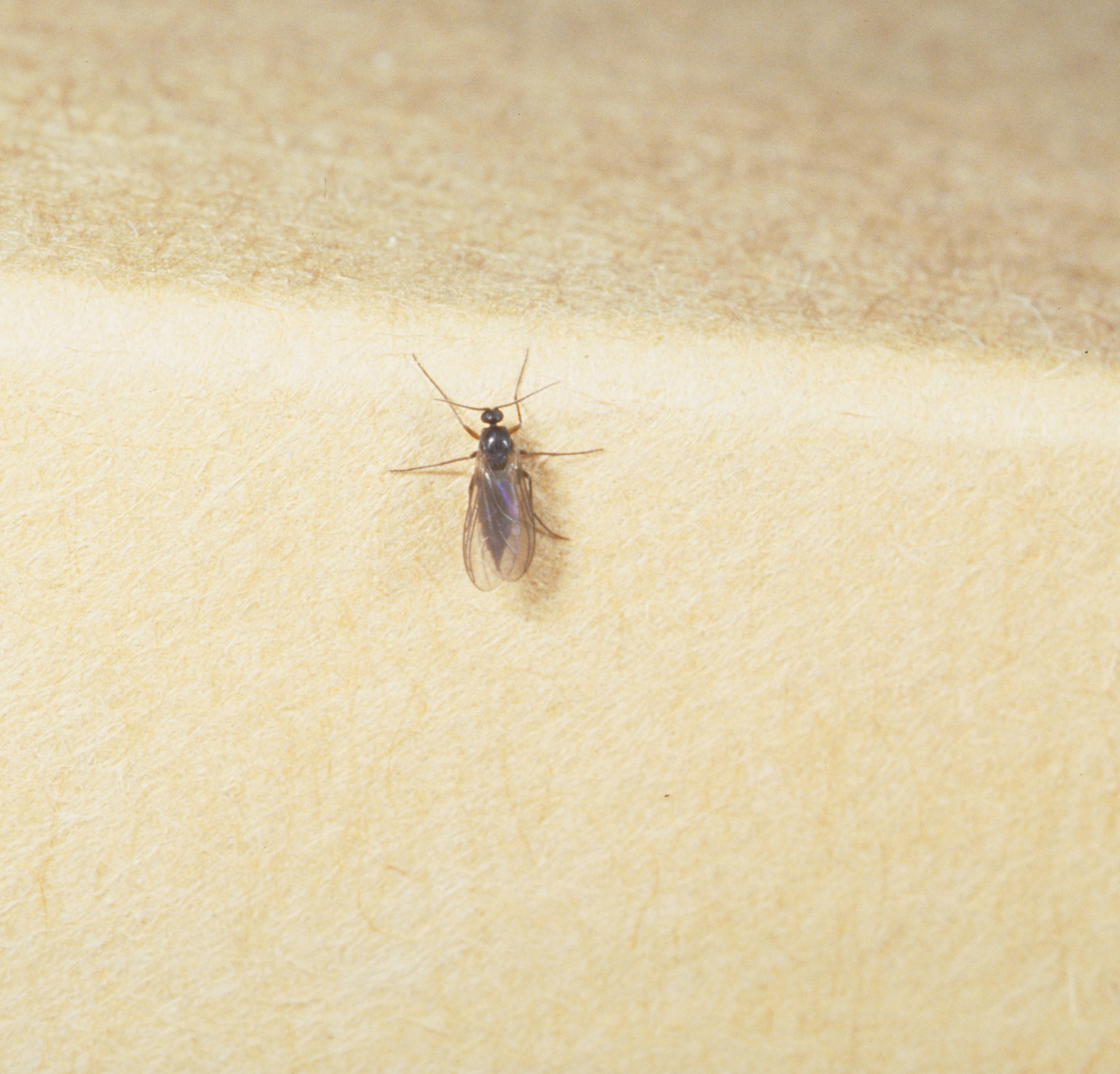 Fungus gnat adult.