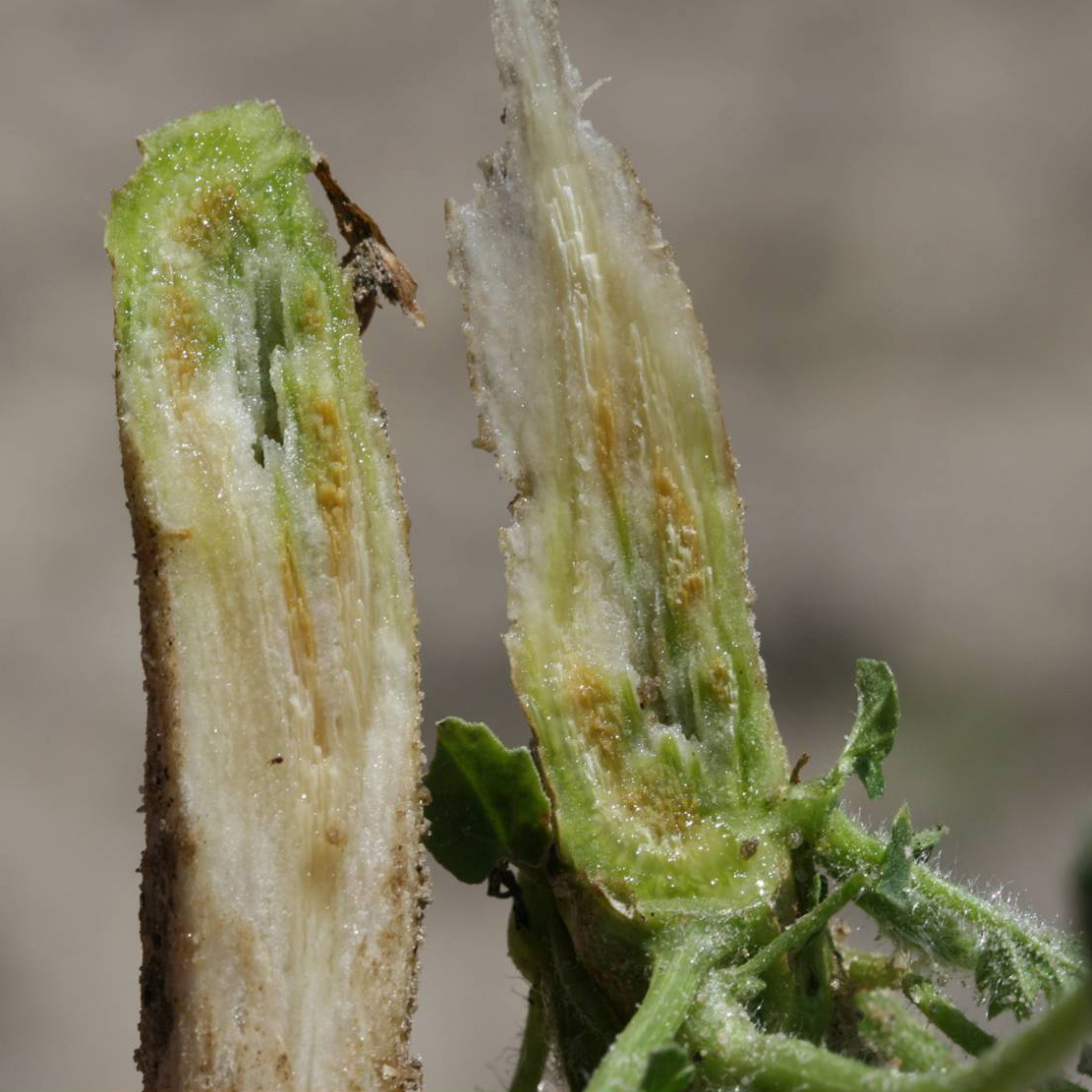 Fusarium wilt vascular discoloration.