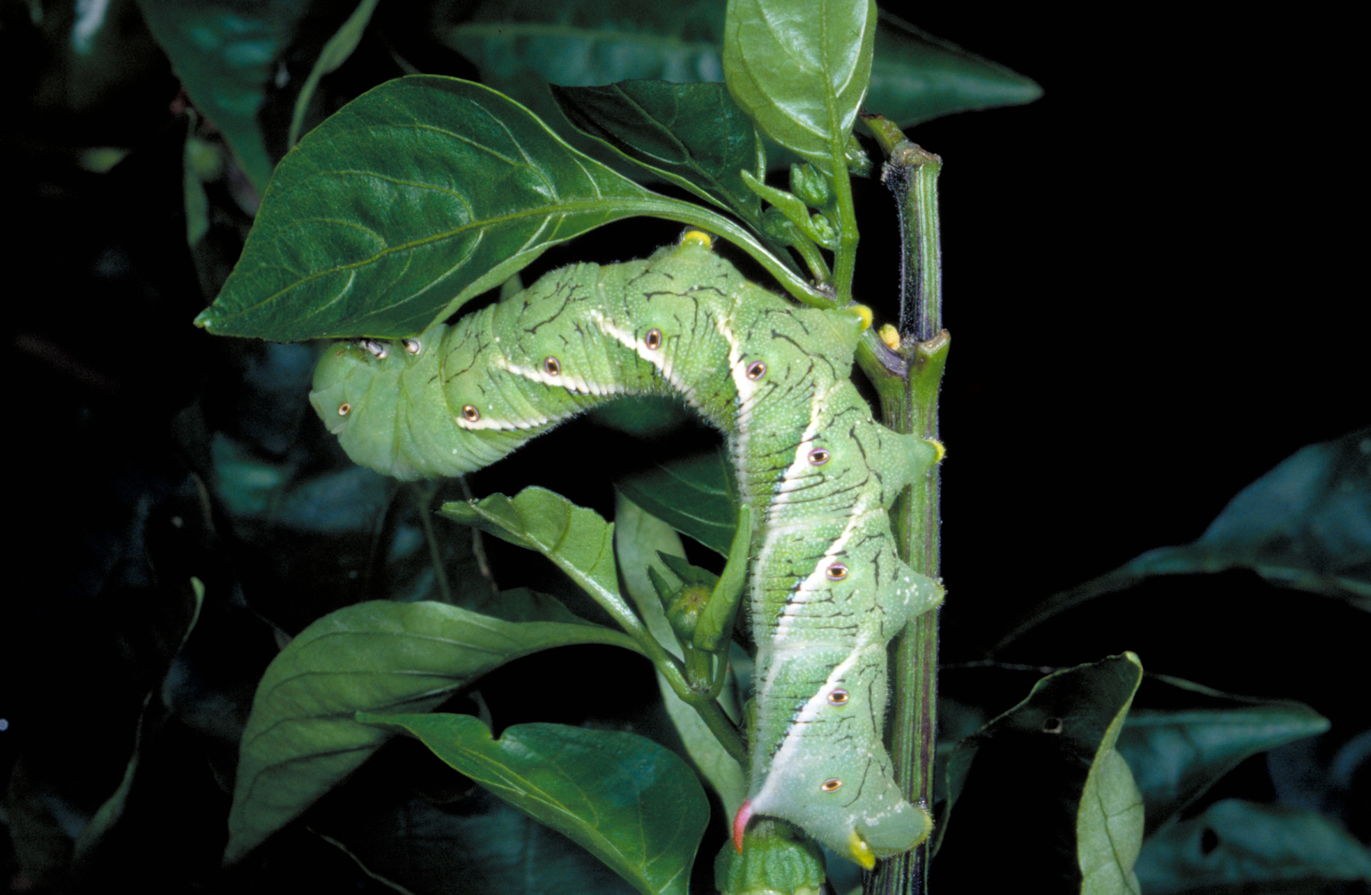 Tobacco hornworm on pepper.