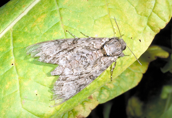 Tobacco hornworm moth.