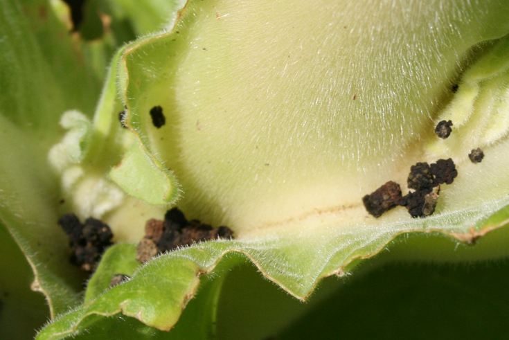 Tobacco hornworm frass.