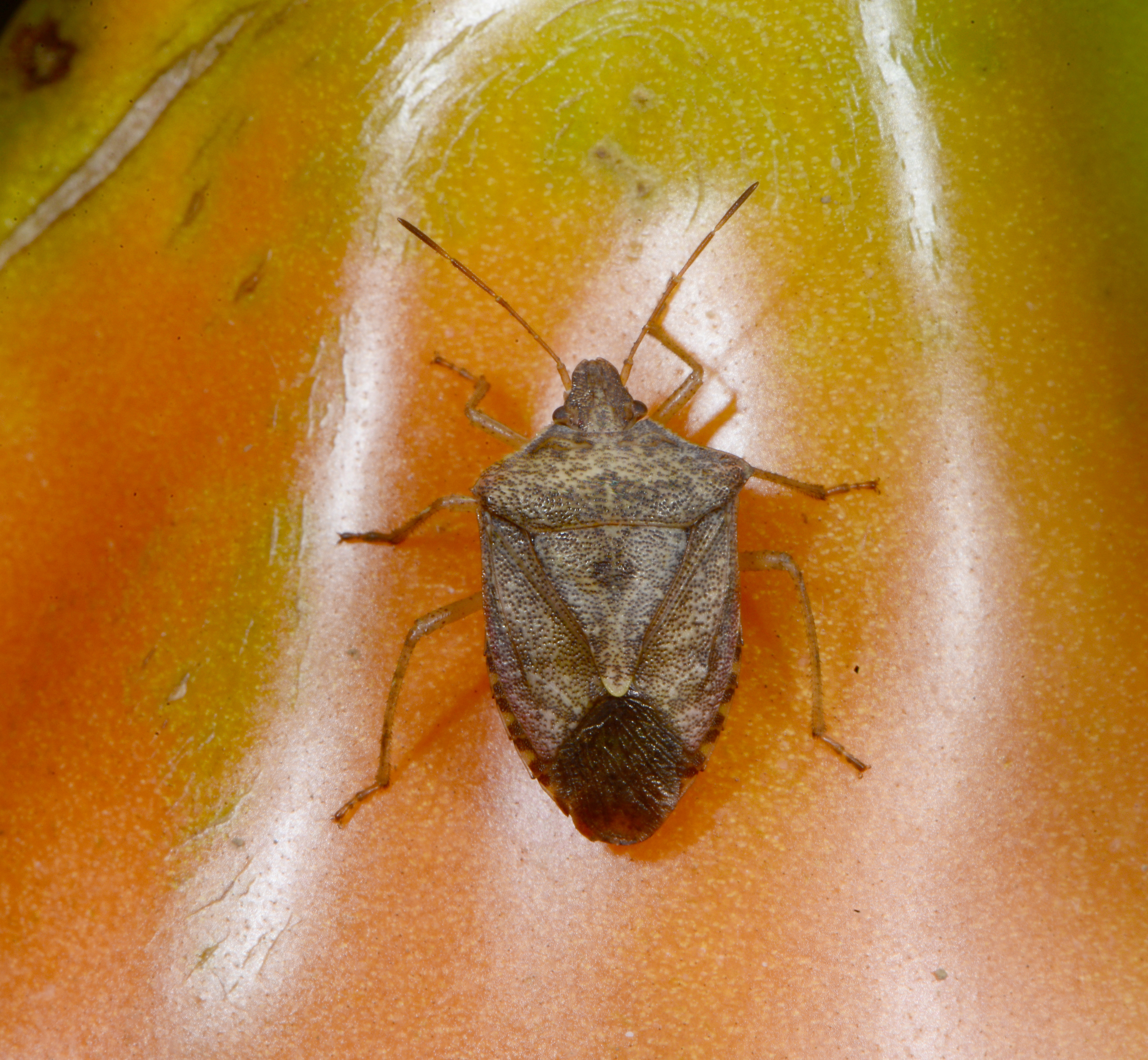 Brown stink bug.