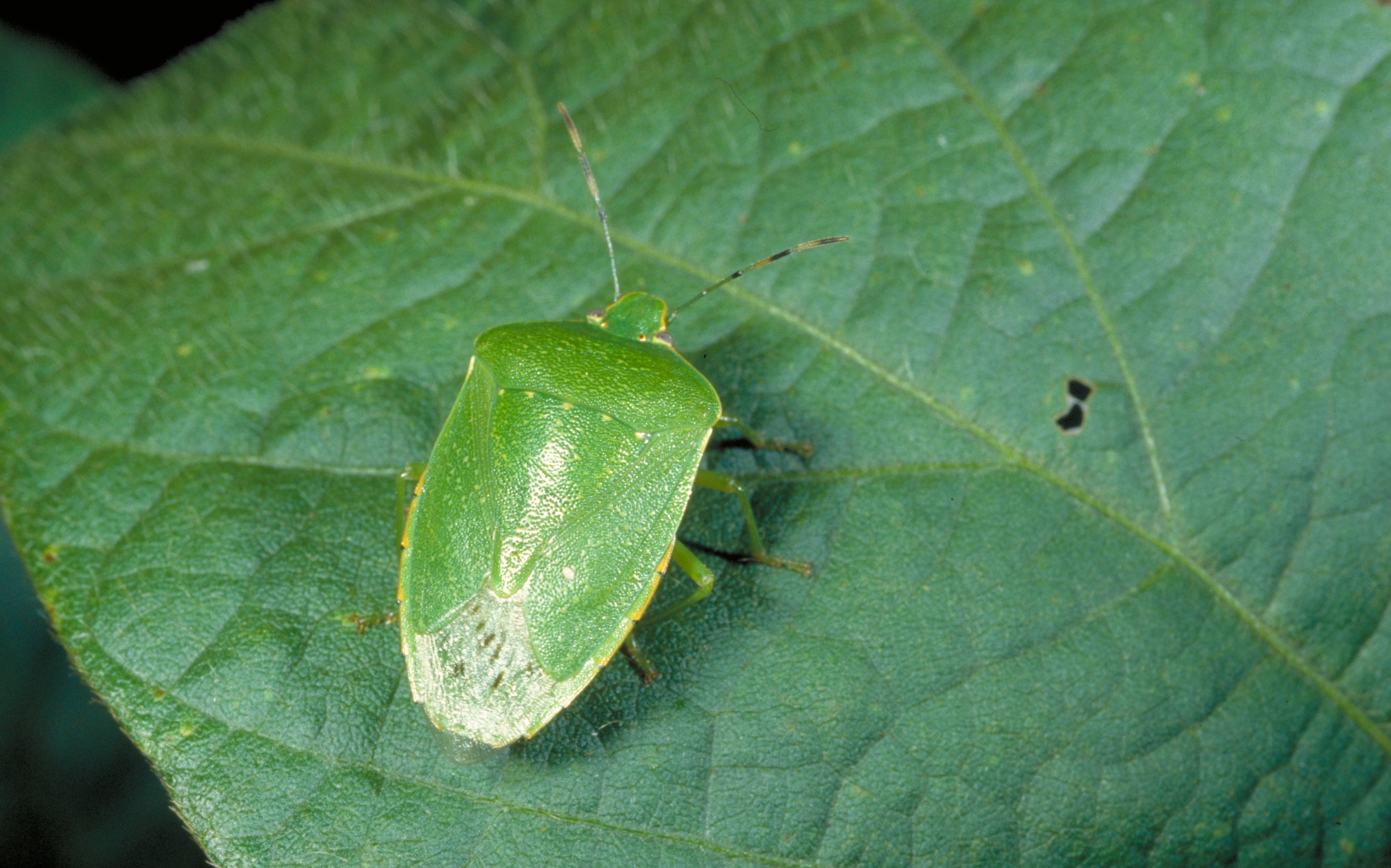 Green stink bug.