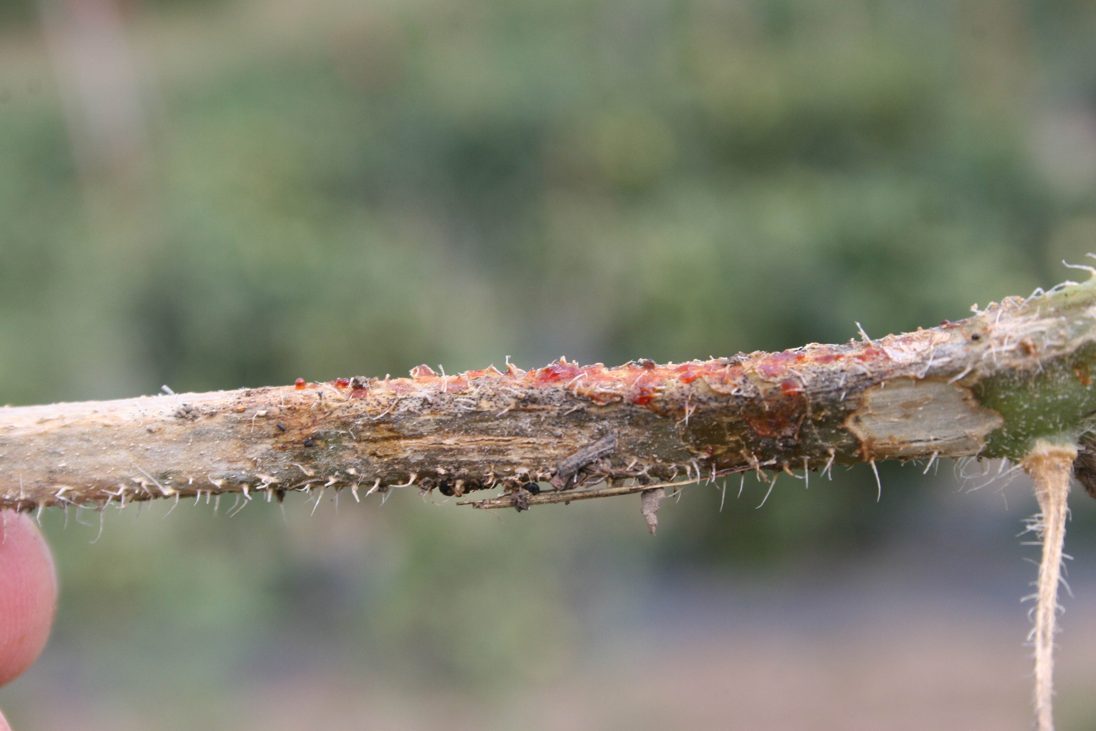 Gummy stem blight exudate on muskmelon vine.