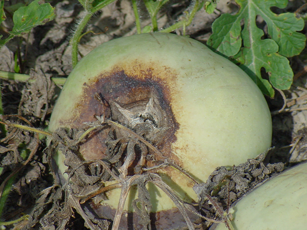 Gummy stem blight symptoms on watermelon fruit.