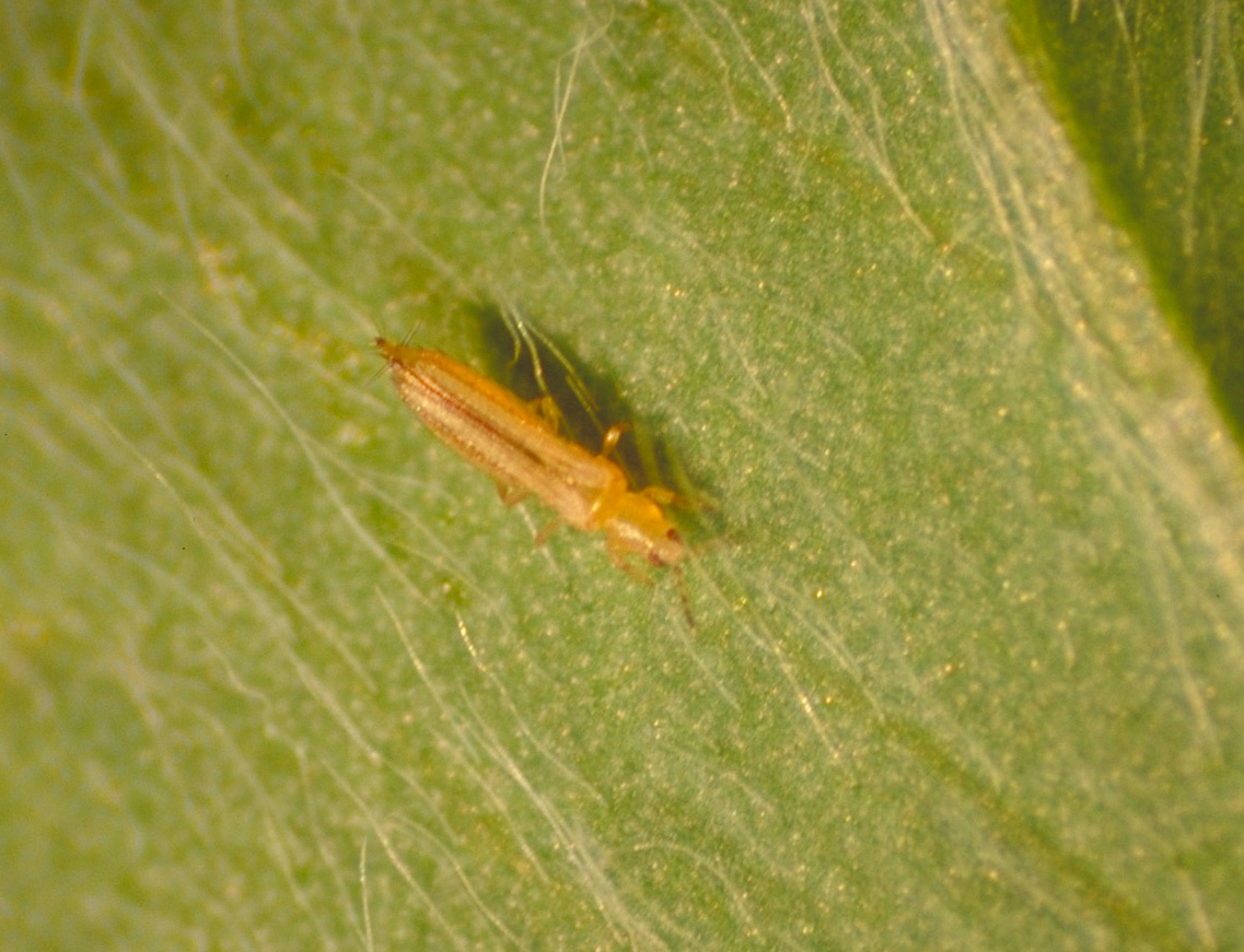 Thrips