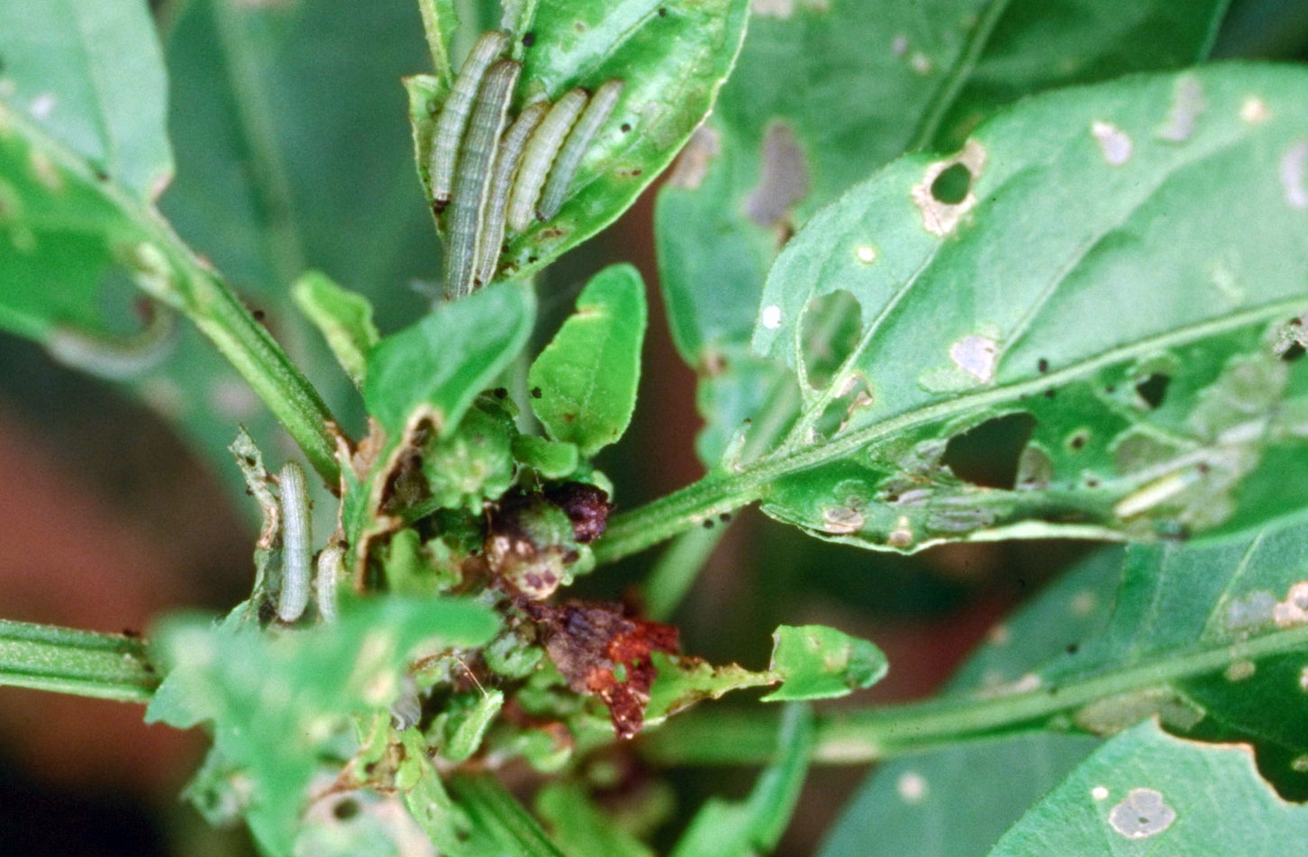 Beet armyworm larvae.