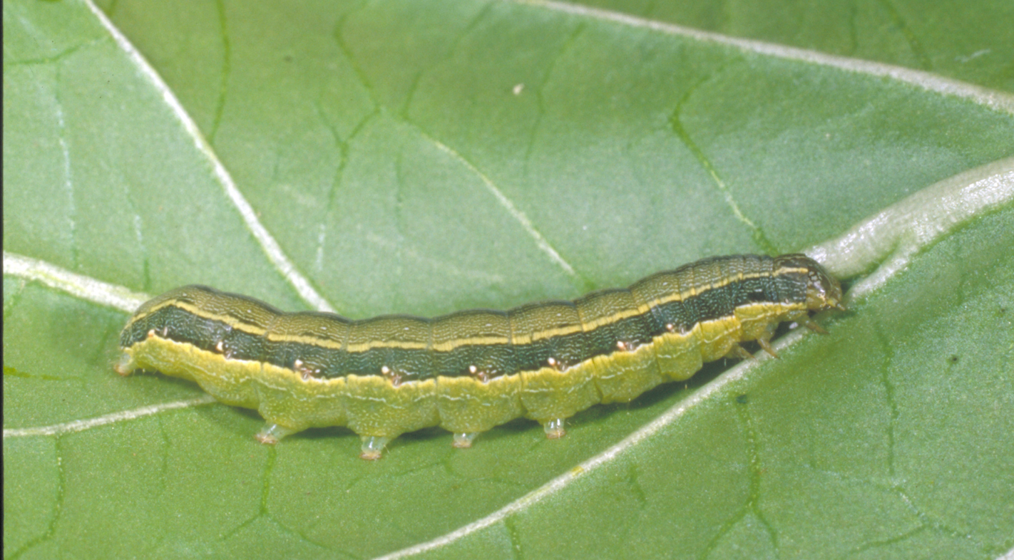 Beet armyworm