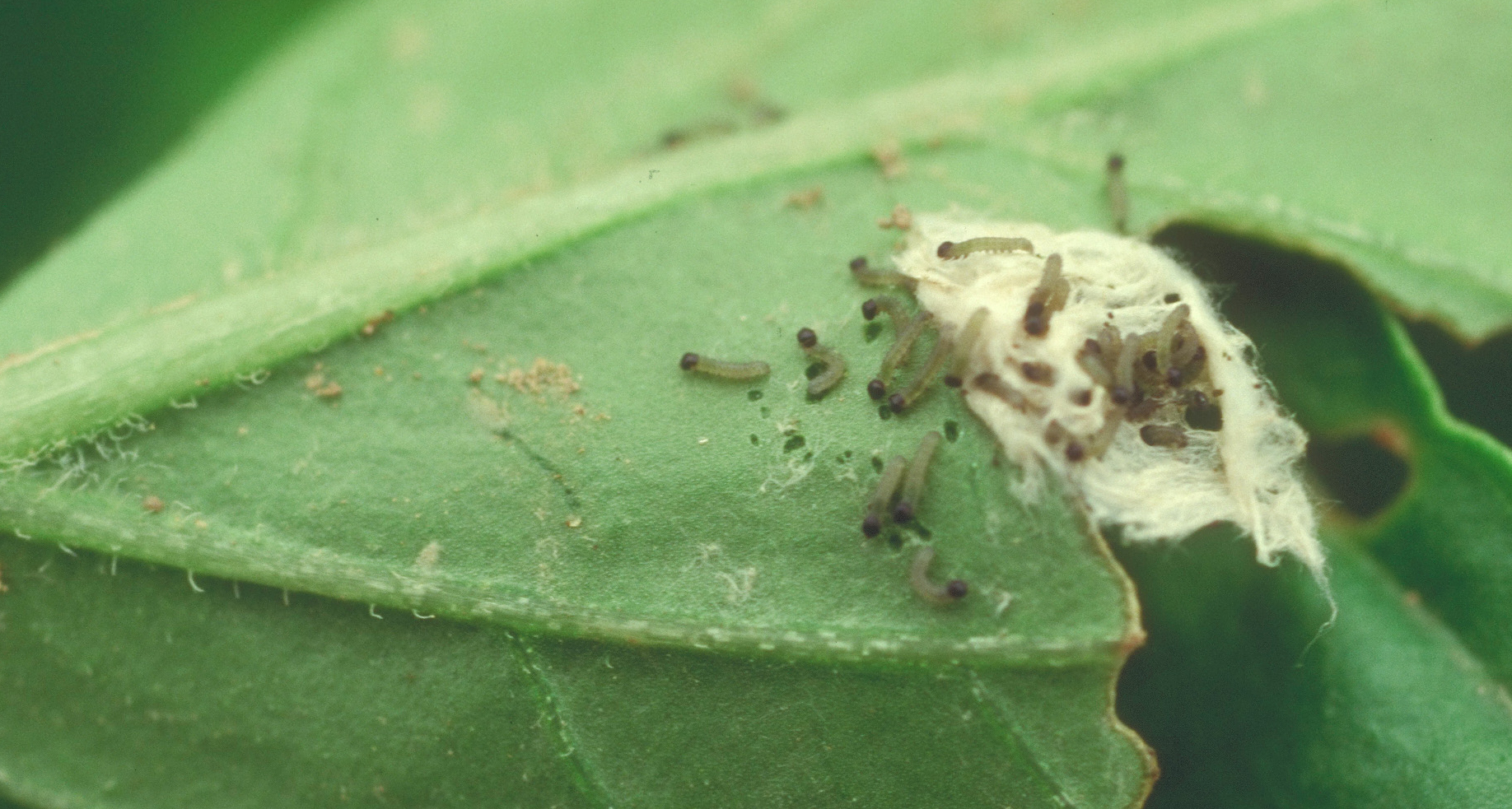 Newly emerged beet armyworm larvae.