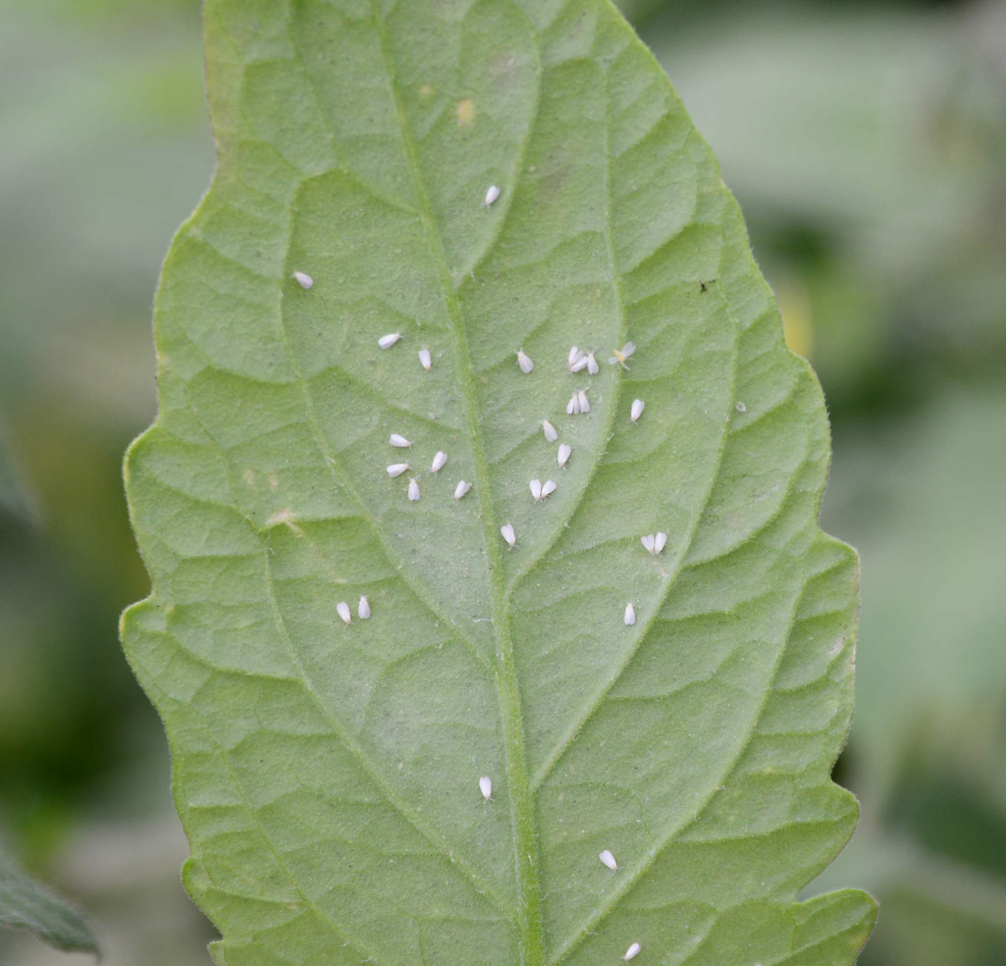 Whiteflies