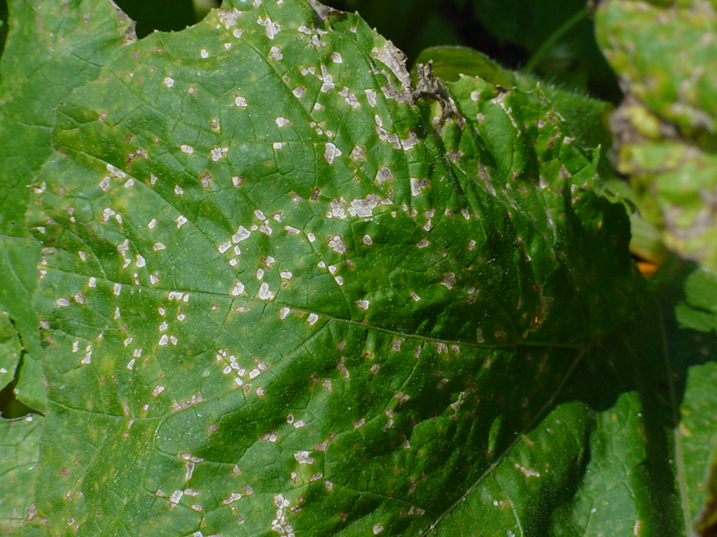 Plectosporium blight on pumpkin foliage.