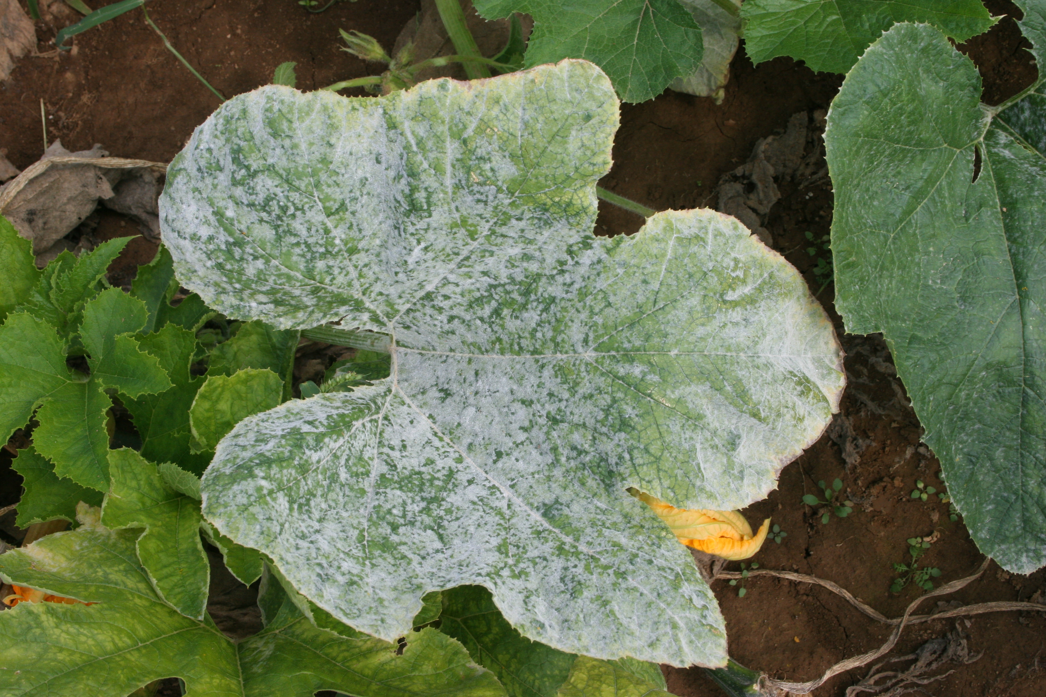 Powdery mildew on upper pumpkin foliage.