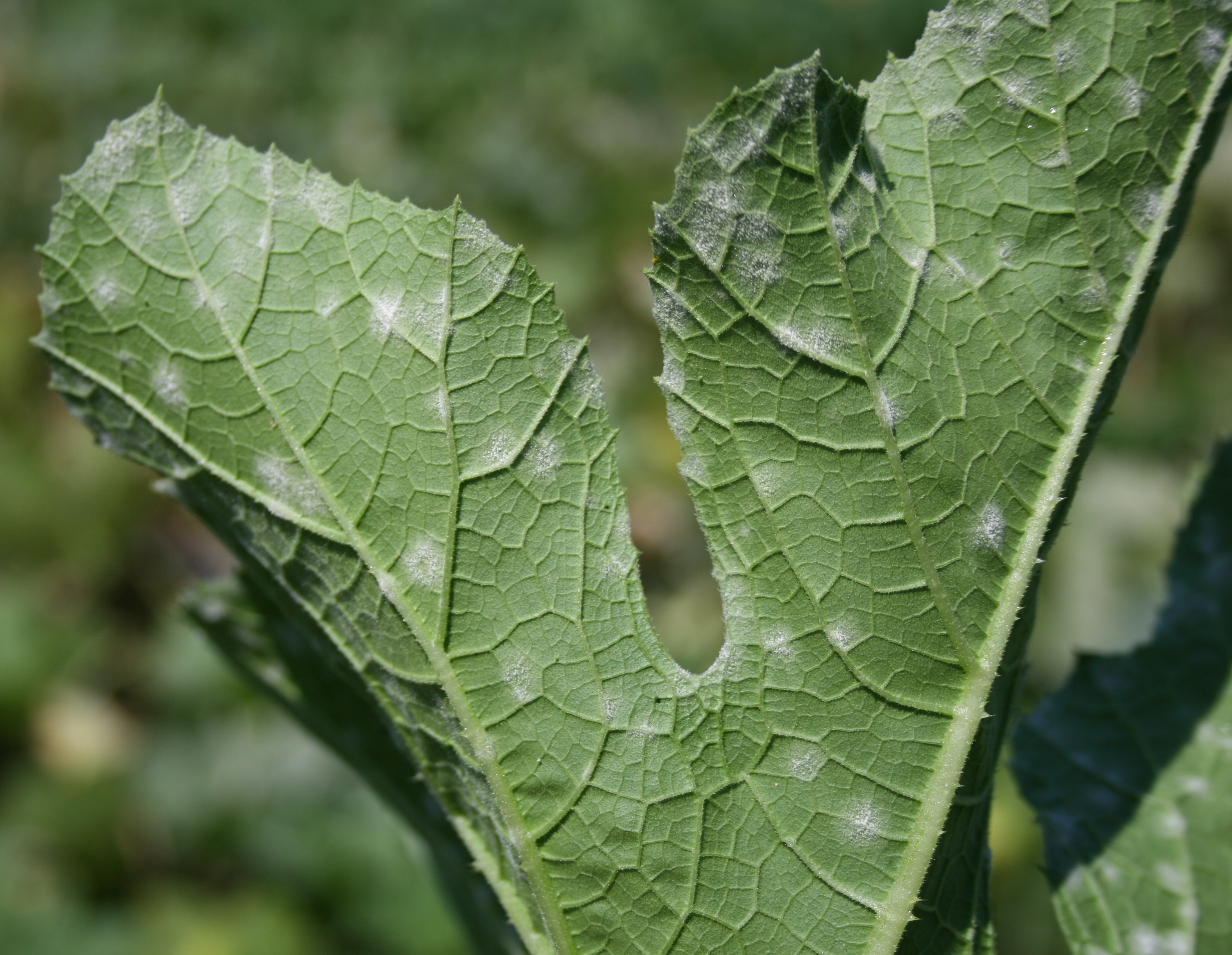 Powdery mildew on lower pumpkin foliage.