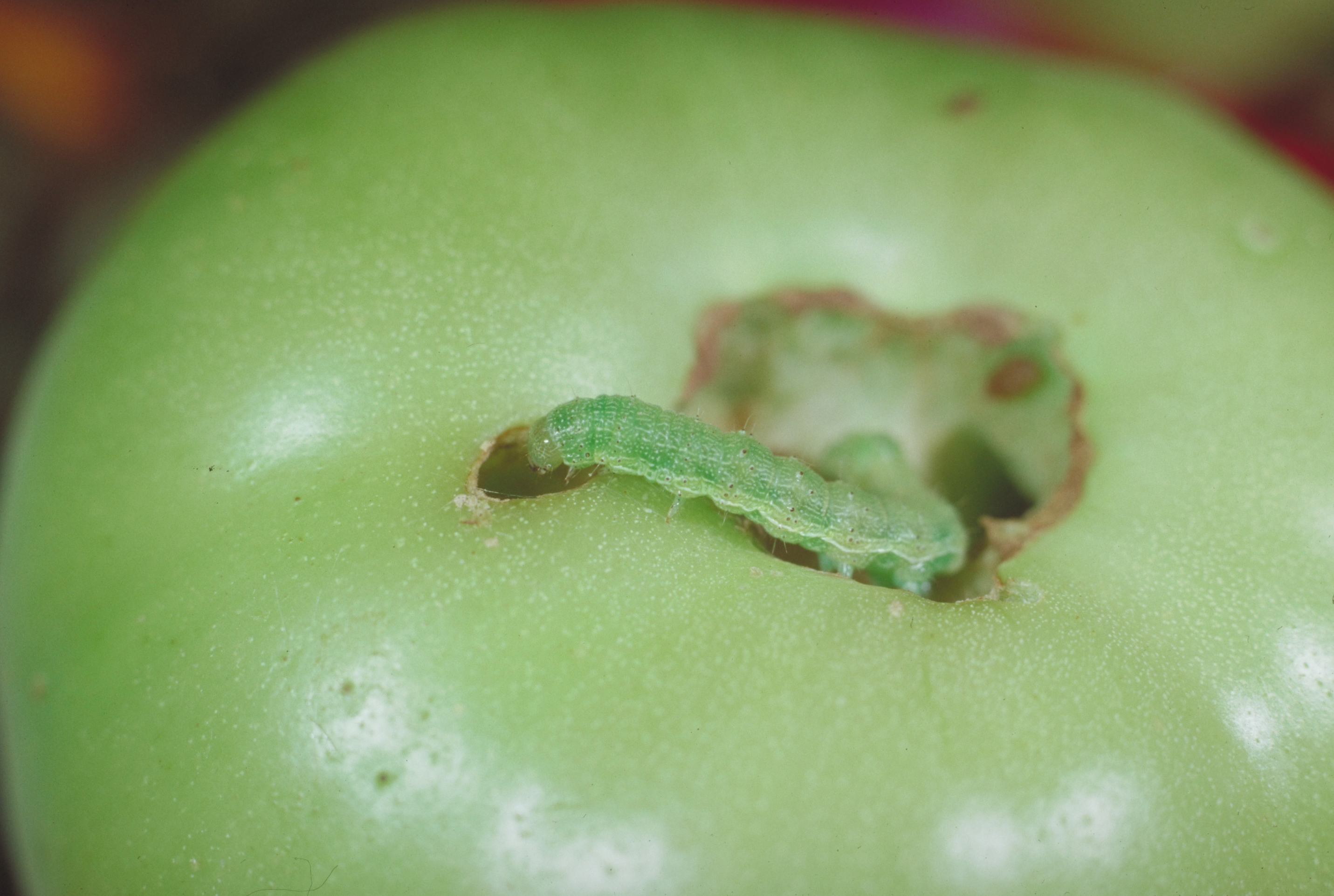 Tomato fruitworm.