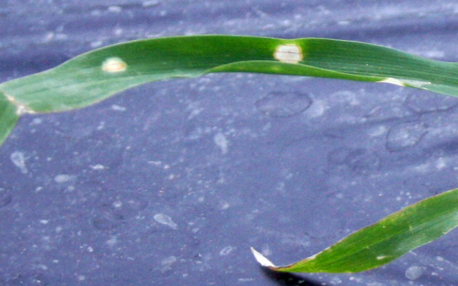 Praquat