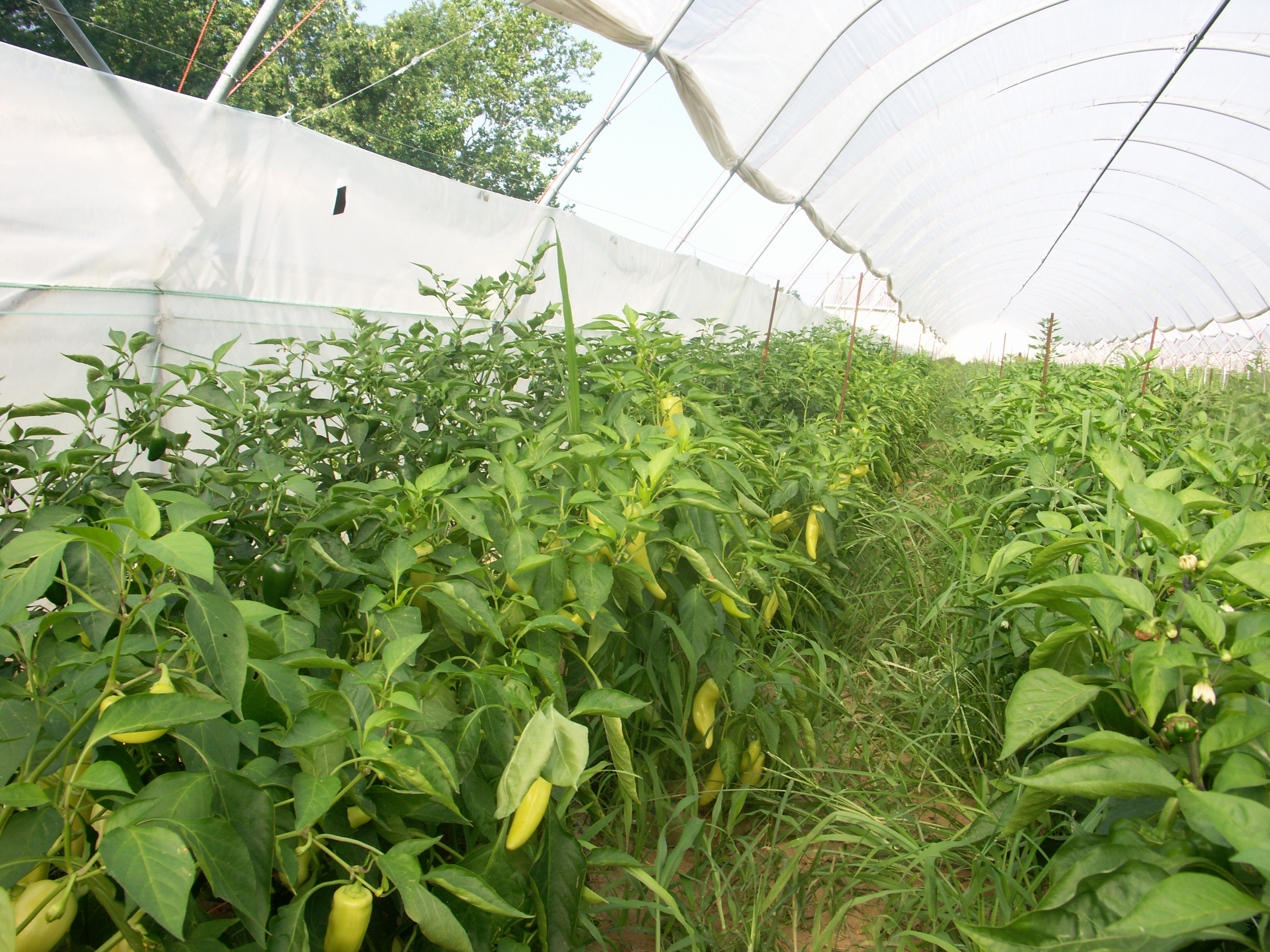 Weeds within tunnels.