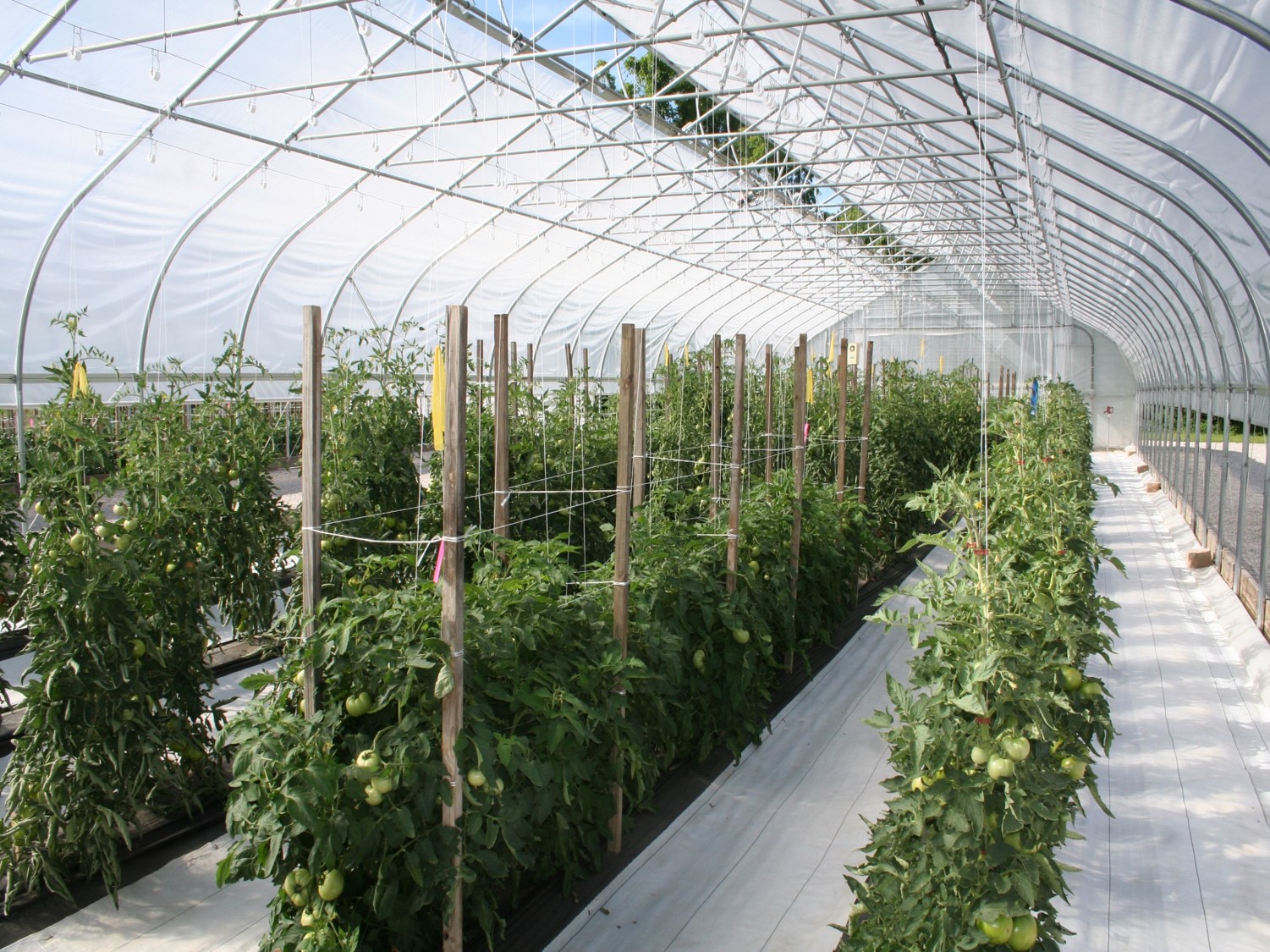 White woven reusable ground cover in row middles for weed management.