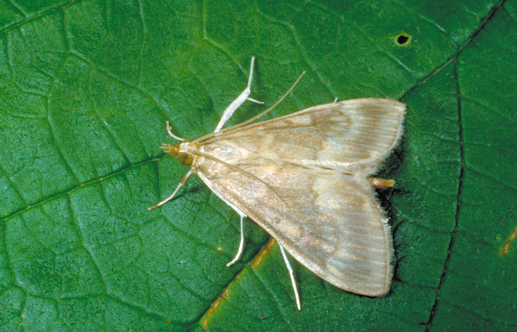 Adult male European corn borer.