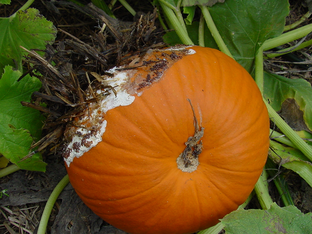 Southern blight on pumpkin.