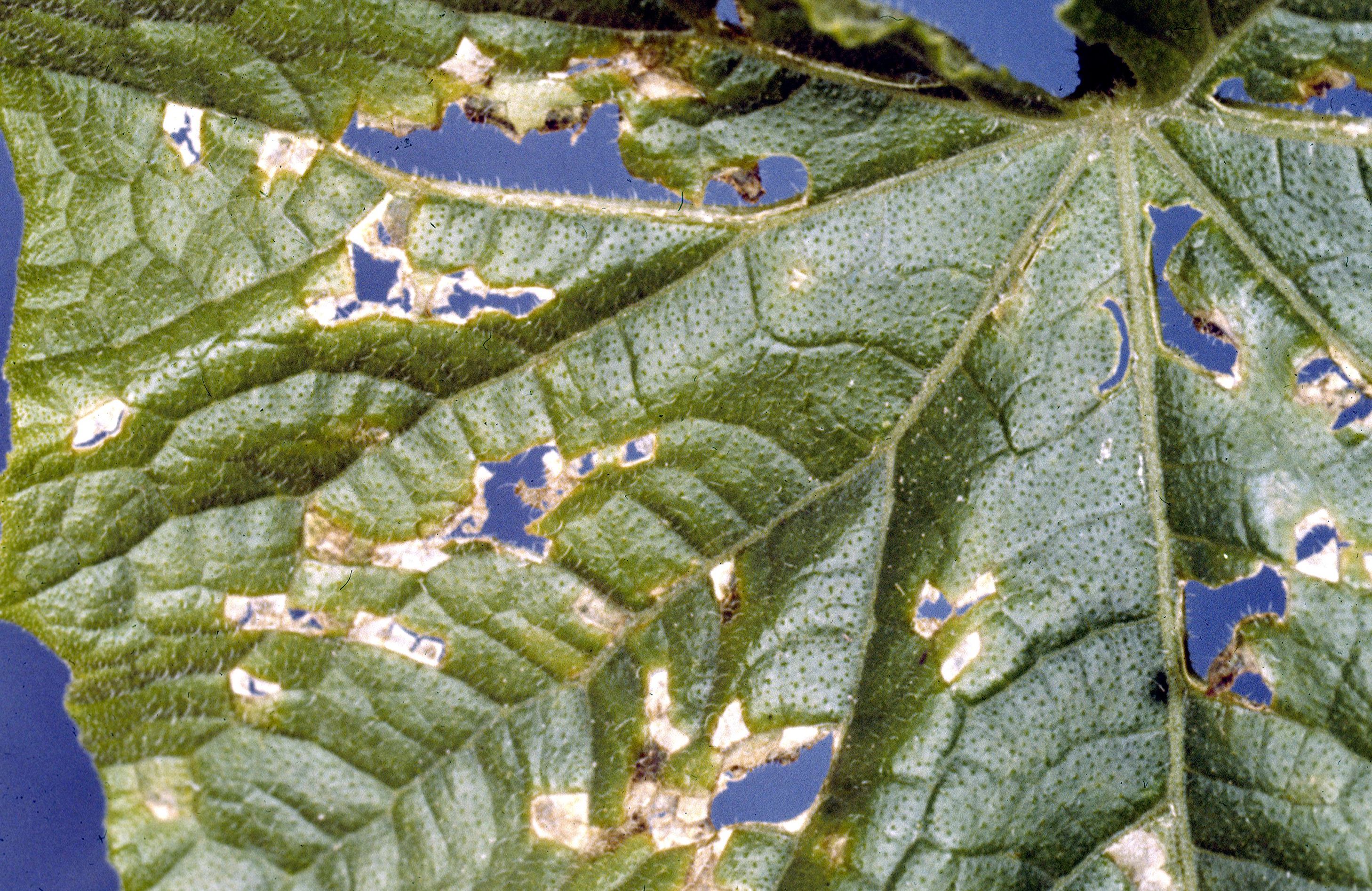 Angular leaf spot