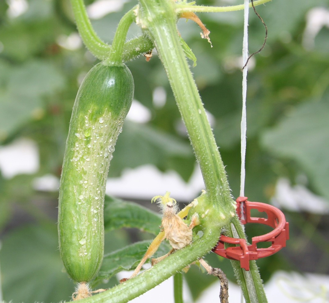 Cracked, leaking cucumber fruit. 