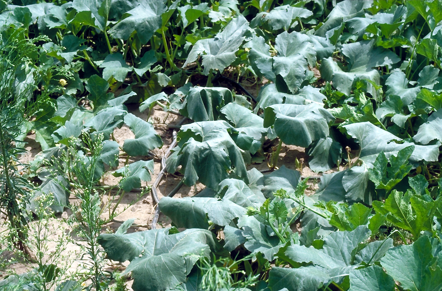 Bacterial wilt in pumpkin field.