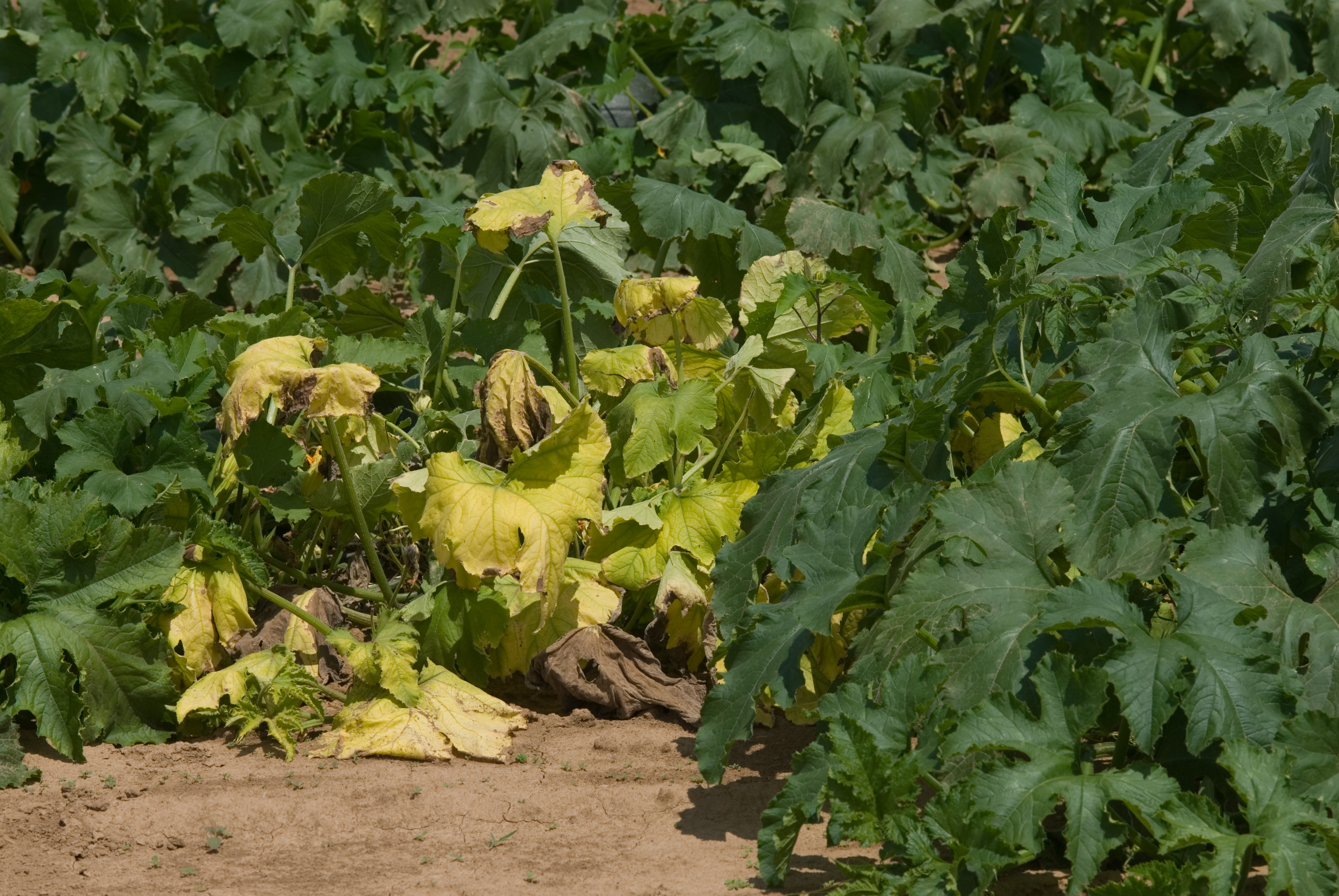 Yellow vine decline