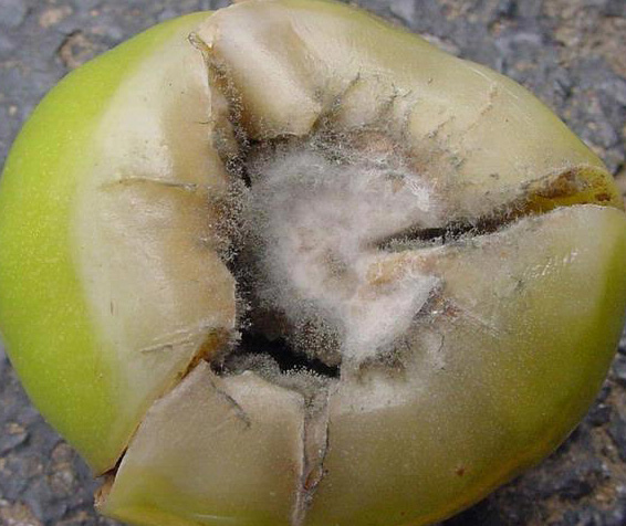 Gray mold on fruit.