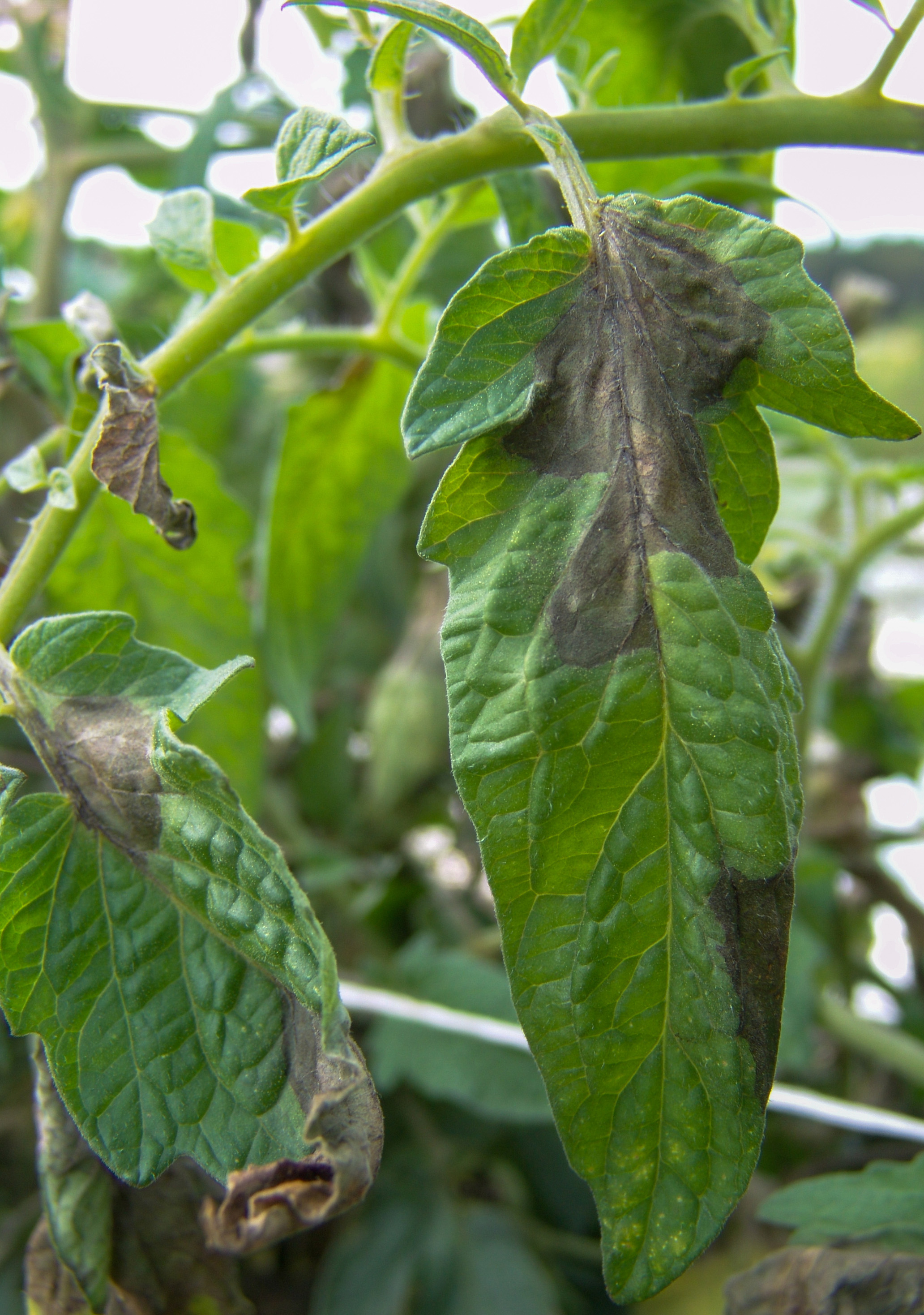 Late blight leaf.