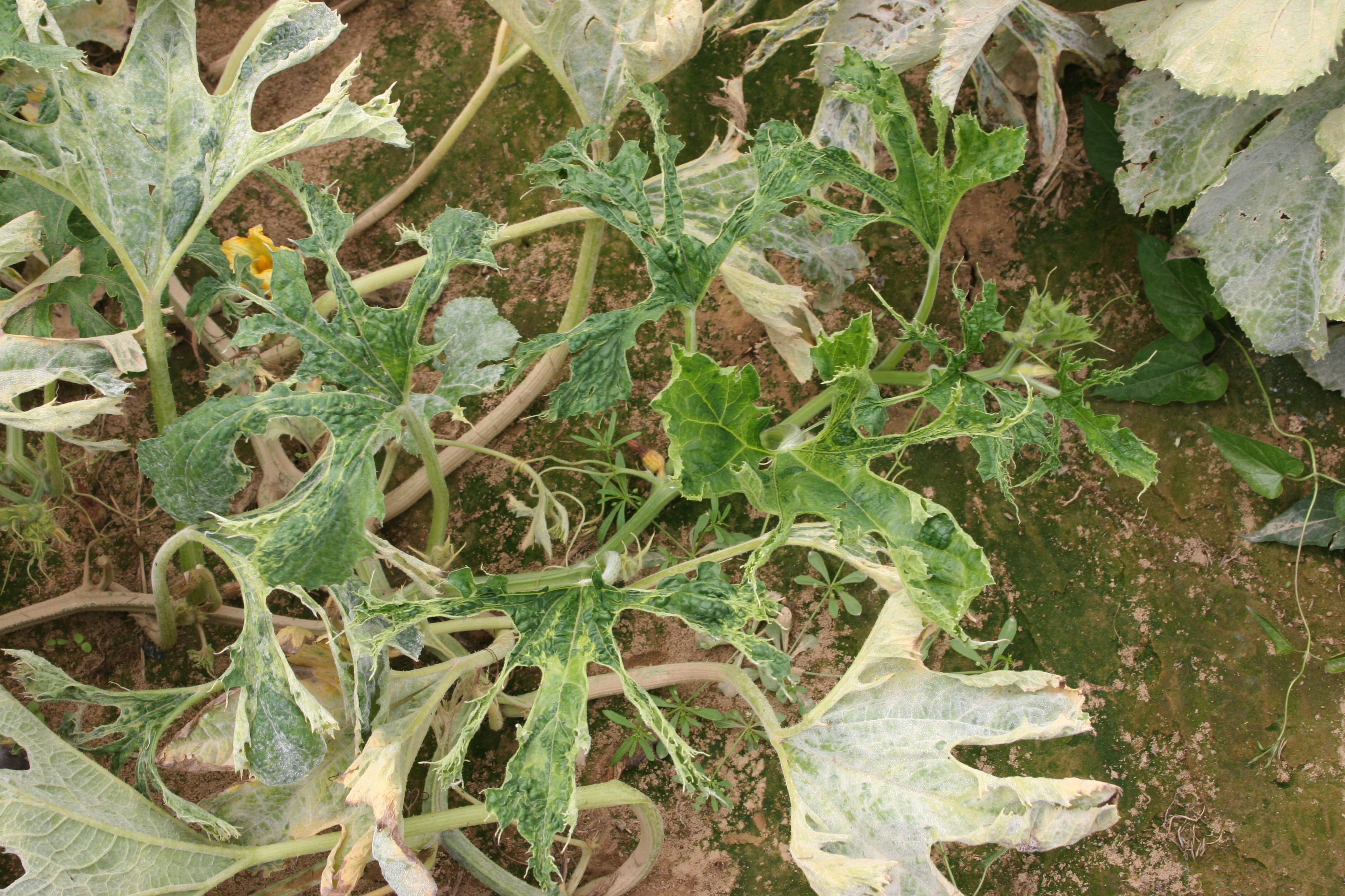 Potyvirus complex symptoms on pumpkin foliage.