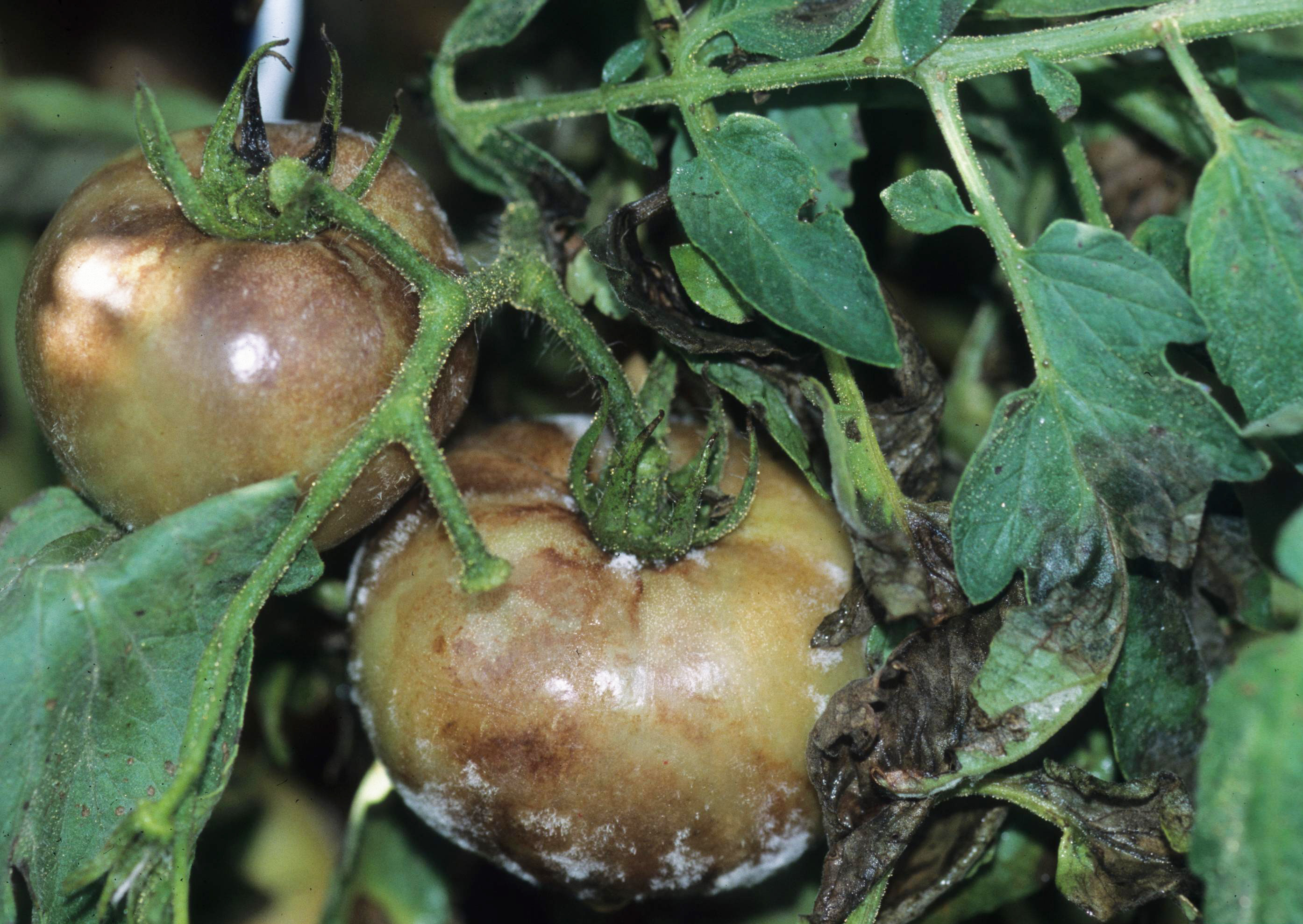 Late blight on fruit.