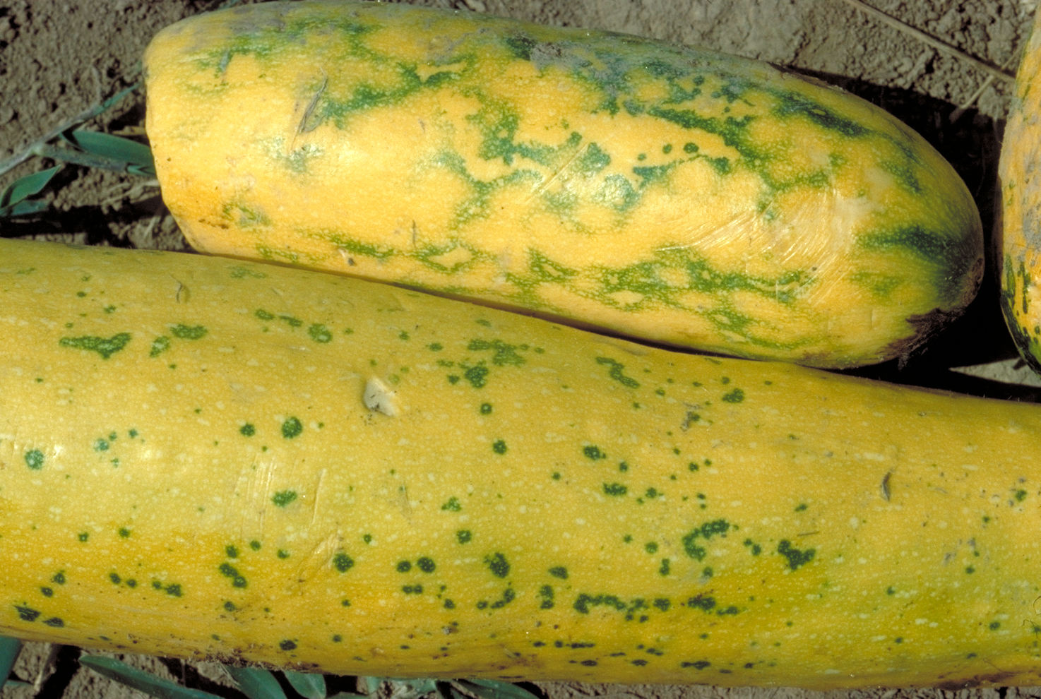 Potyvirus complex symptoms on zucchini squash.