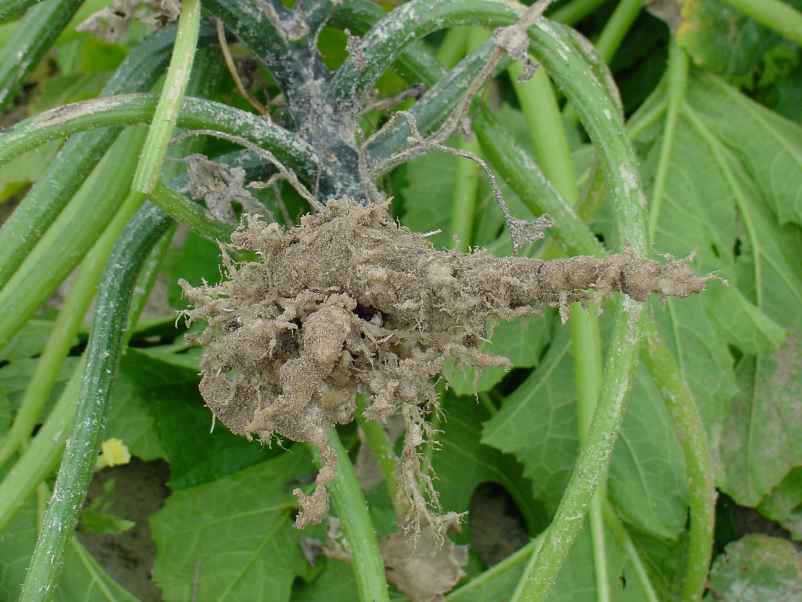 Root-knot nematode