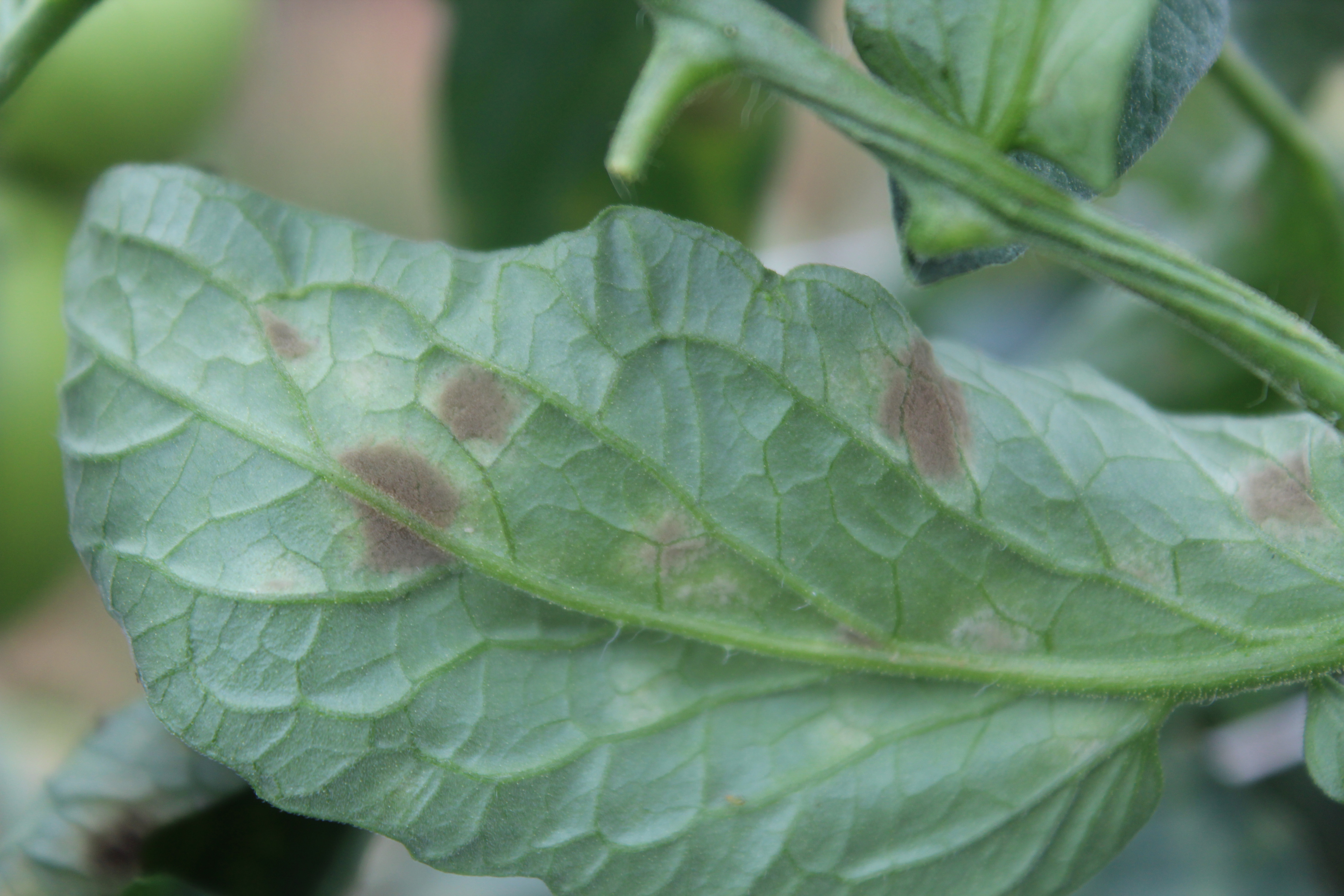 Leaf mold sporulation.