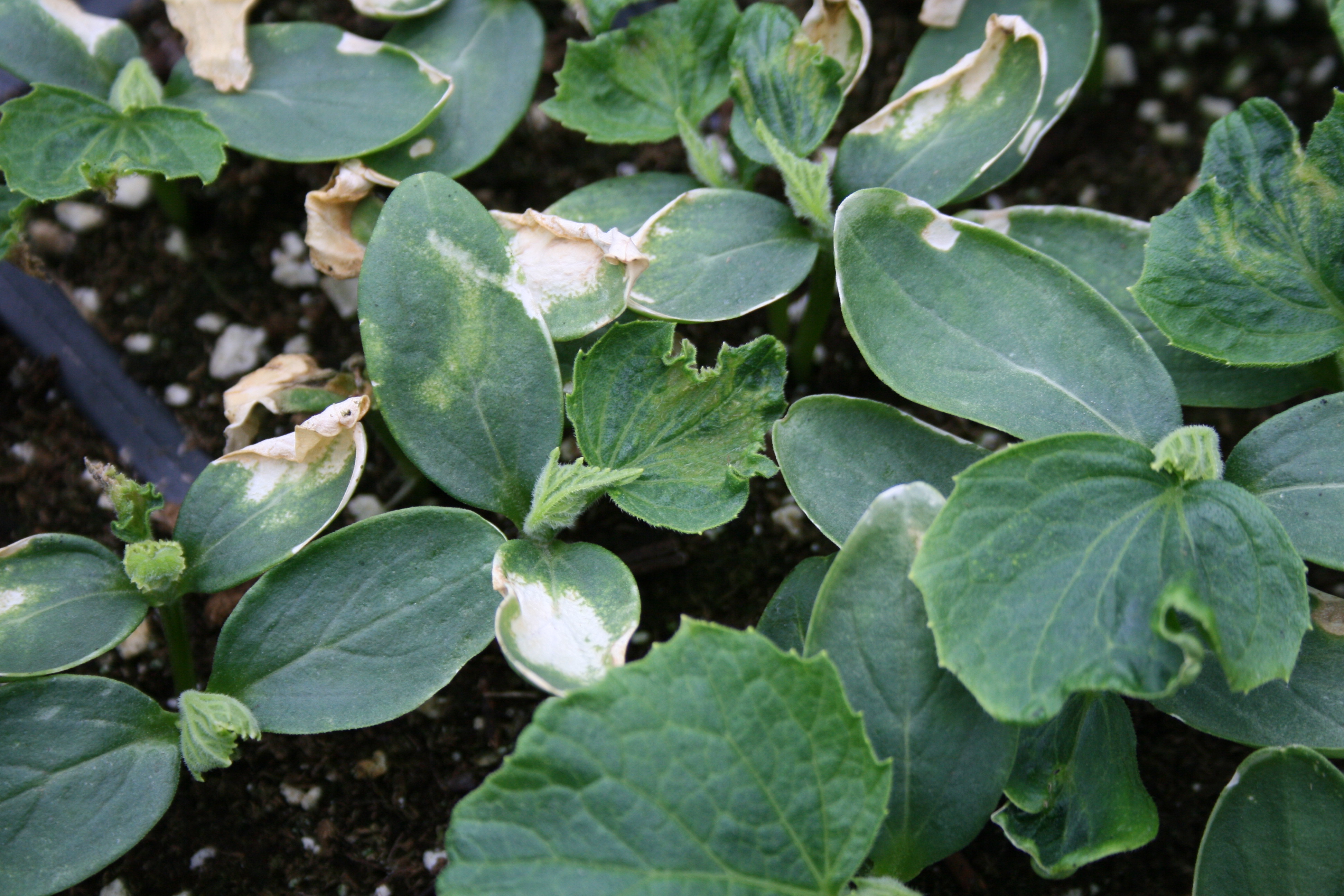 Fertilizer burn to cucumber seedlings.