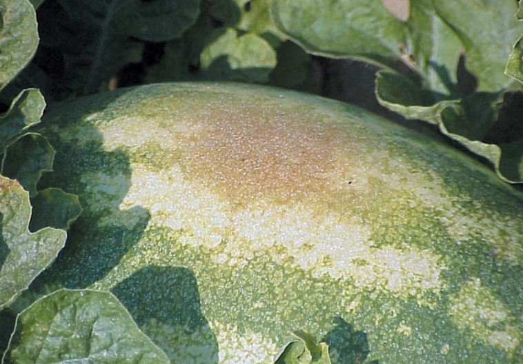 Chlorothalonil injury to watermelon.