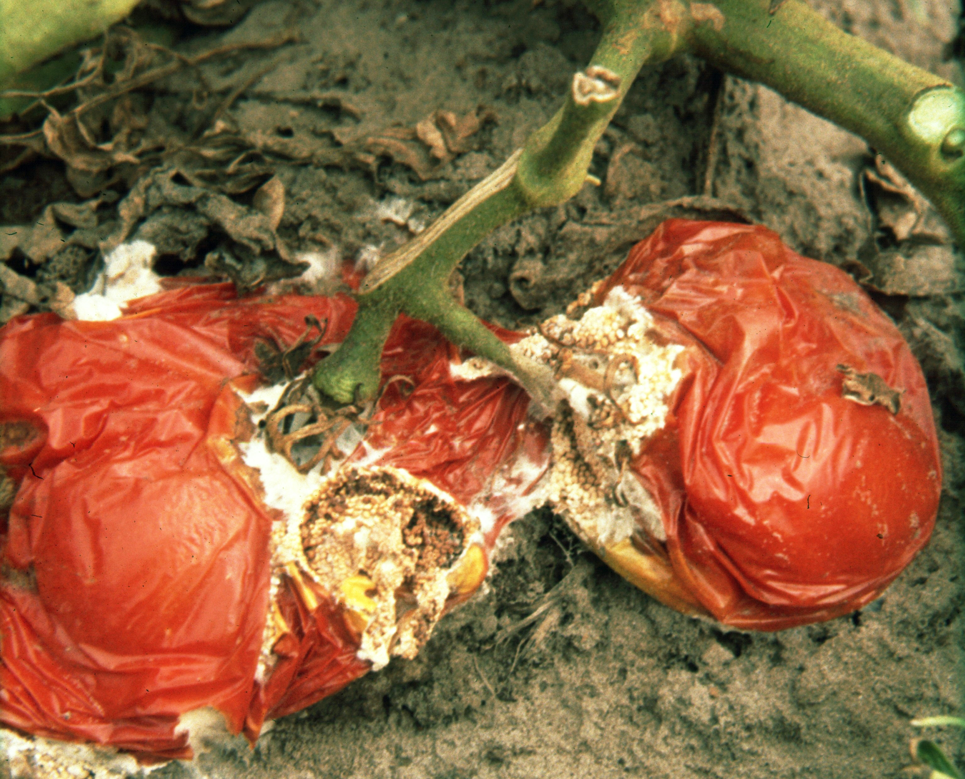 Southern blight on fruit.