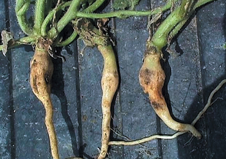 Dinitroanaline injury to watermelon roots.