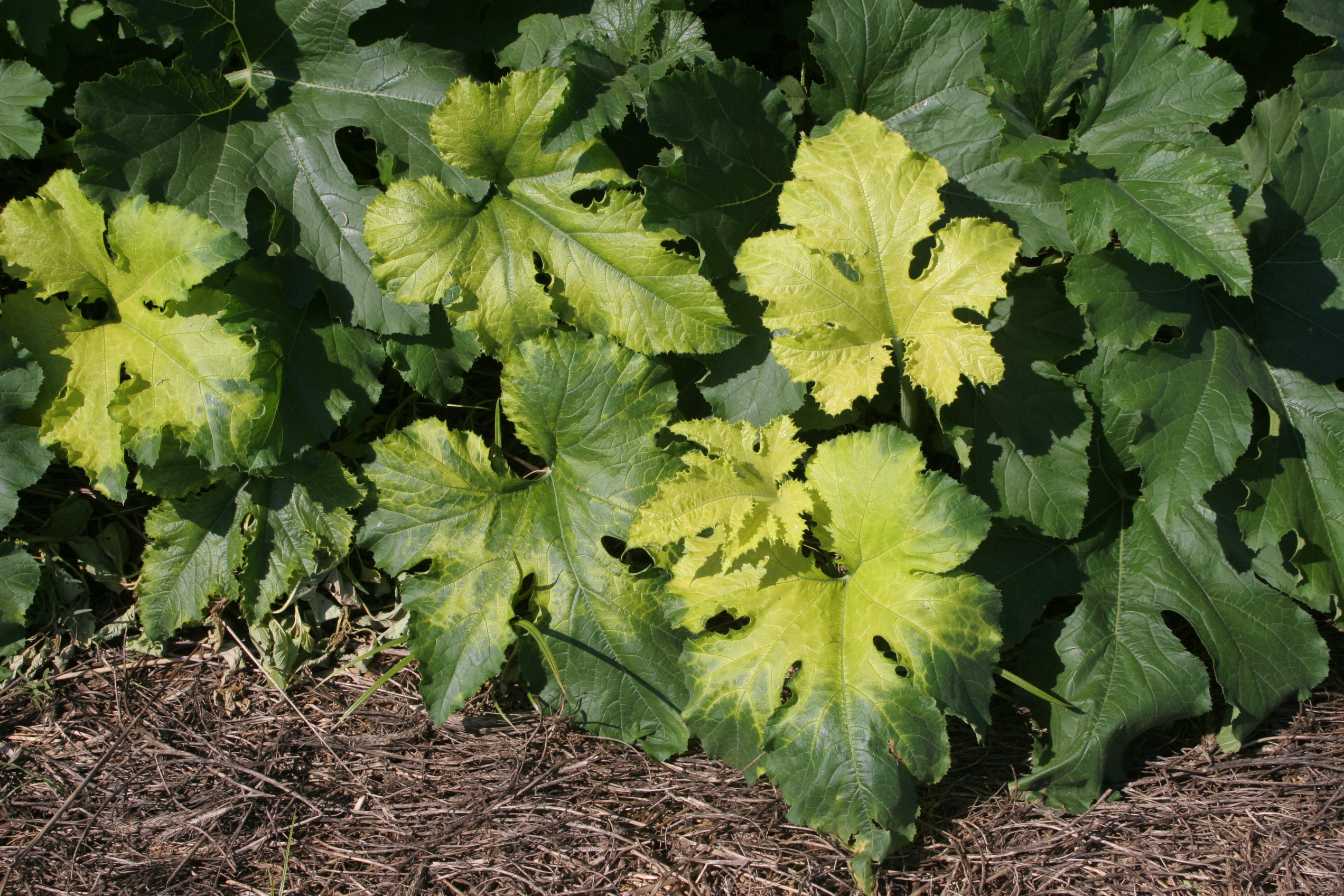 Glyphosate injury to pumpkin foliage.