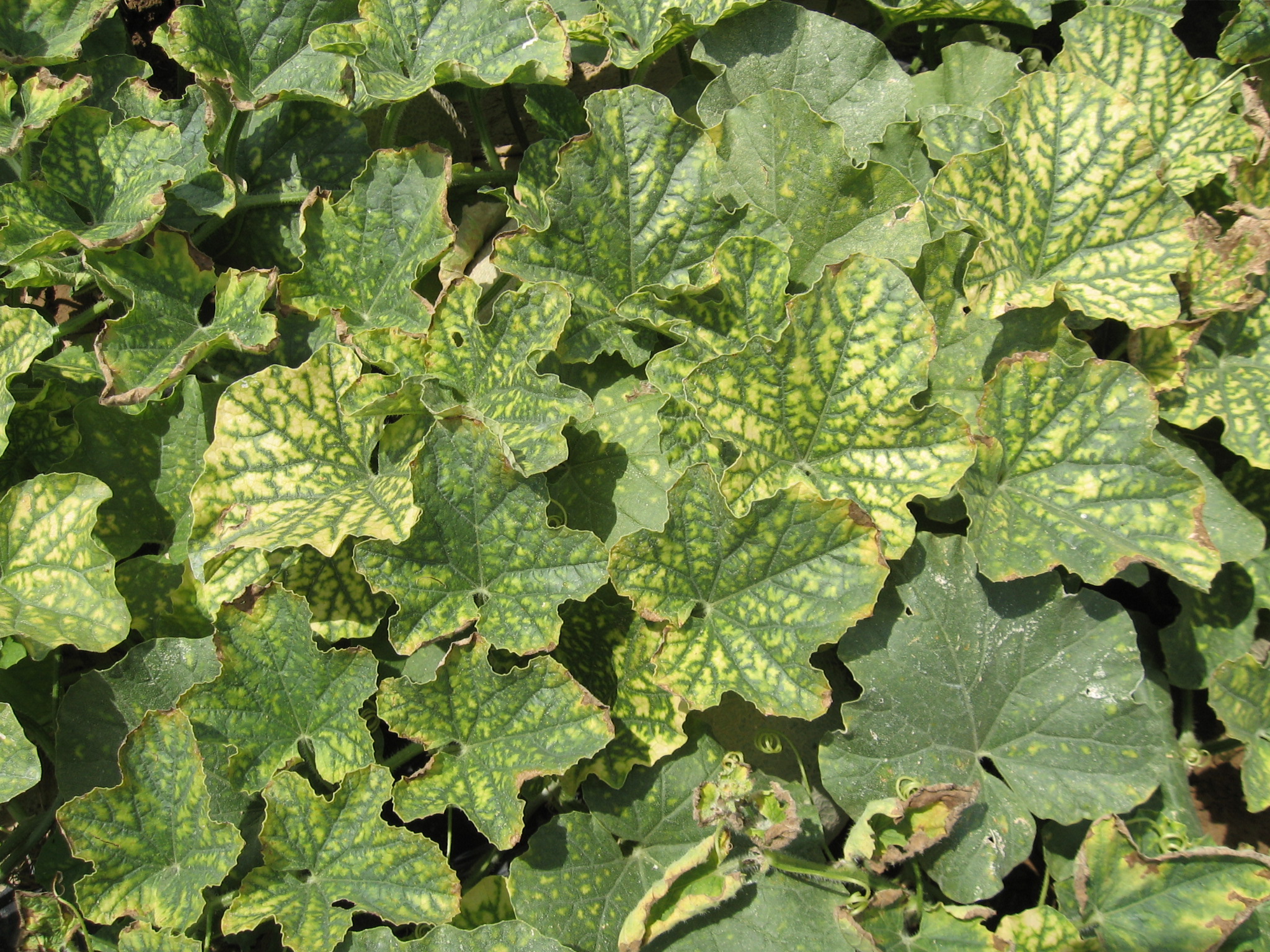 Magnesium deficiency on muskmelon leaves.