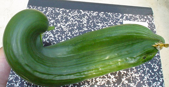 Curved cucumber fruit