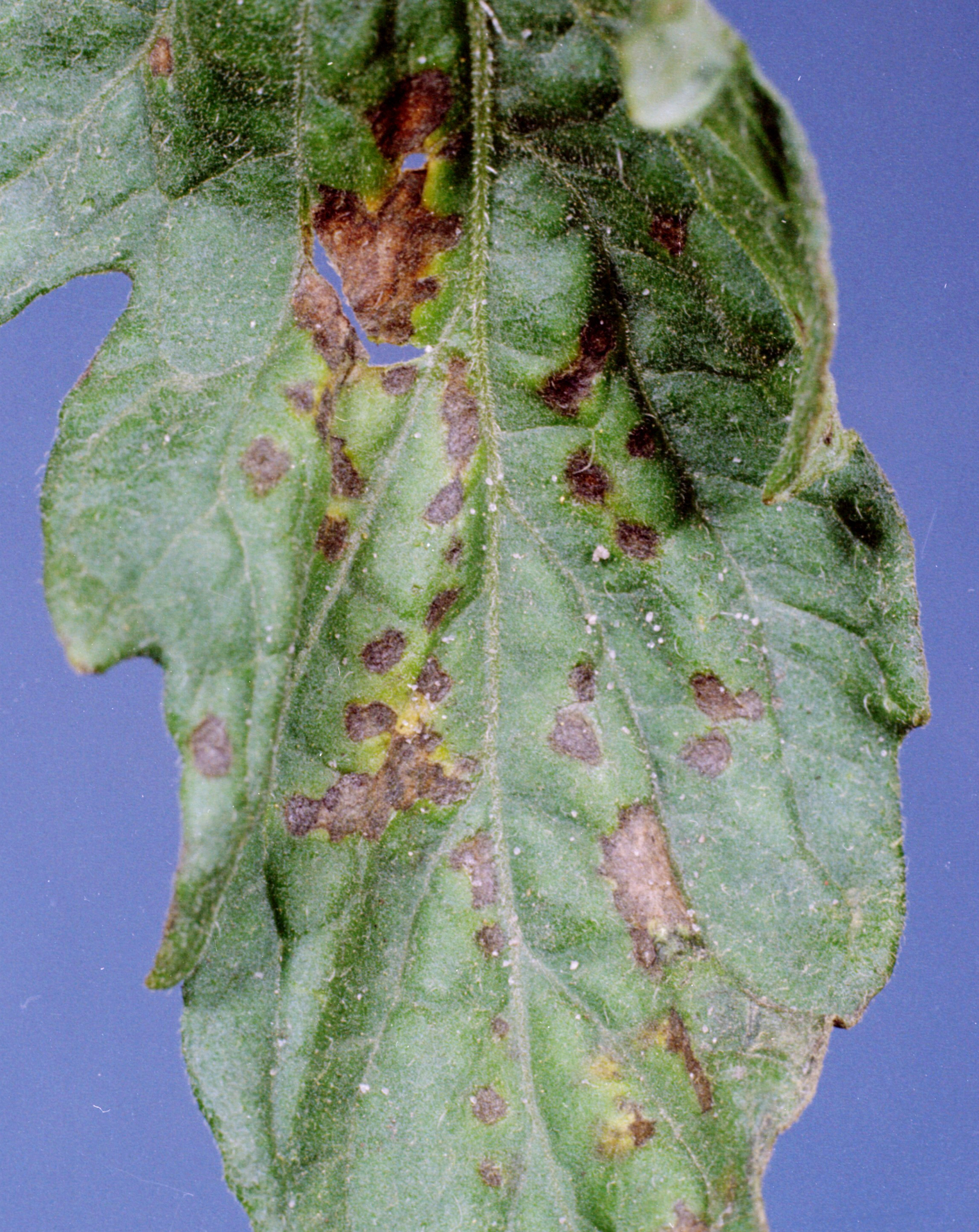 Bacterial spot on leaf.