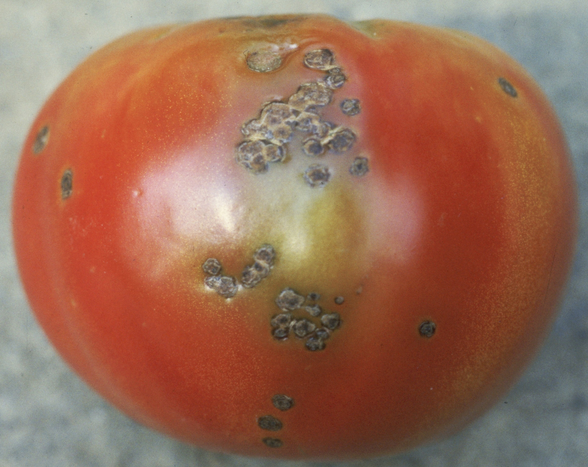 Bacterial spot on fruit.