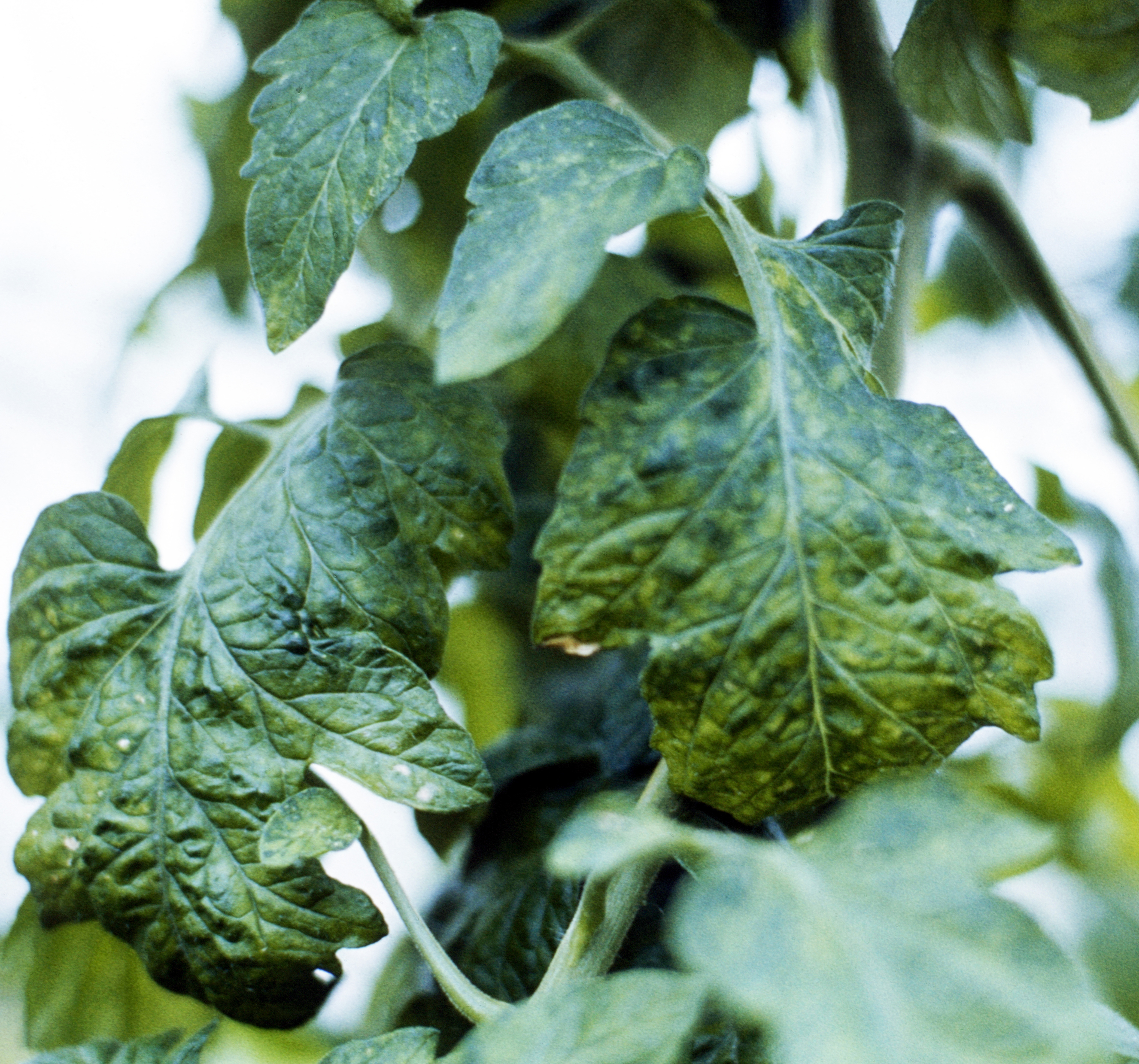 Tobacco mosaic virus & Tomato mosaic virus