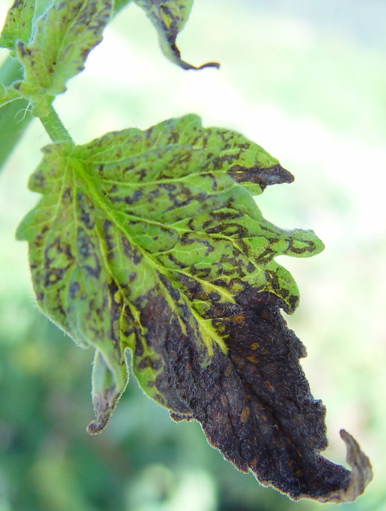 Tomato spotted wilt virus