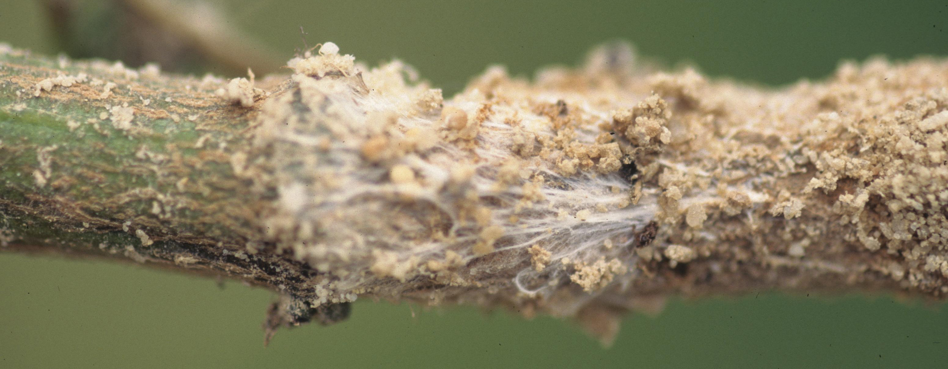 Southern blight on stem with sclerotia.