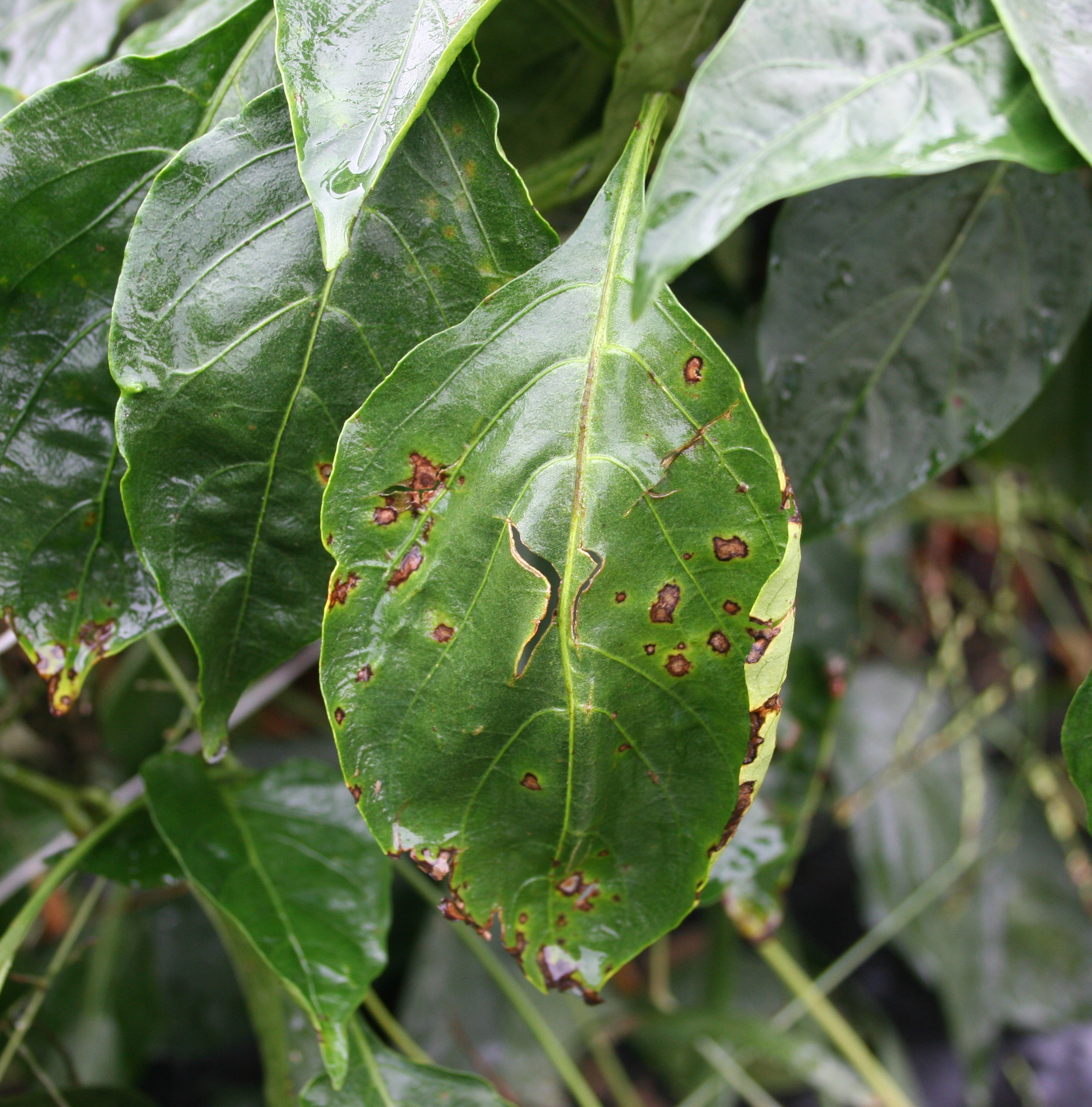 Bacterial spot on leaf.