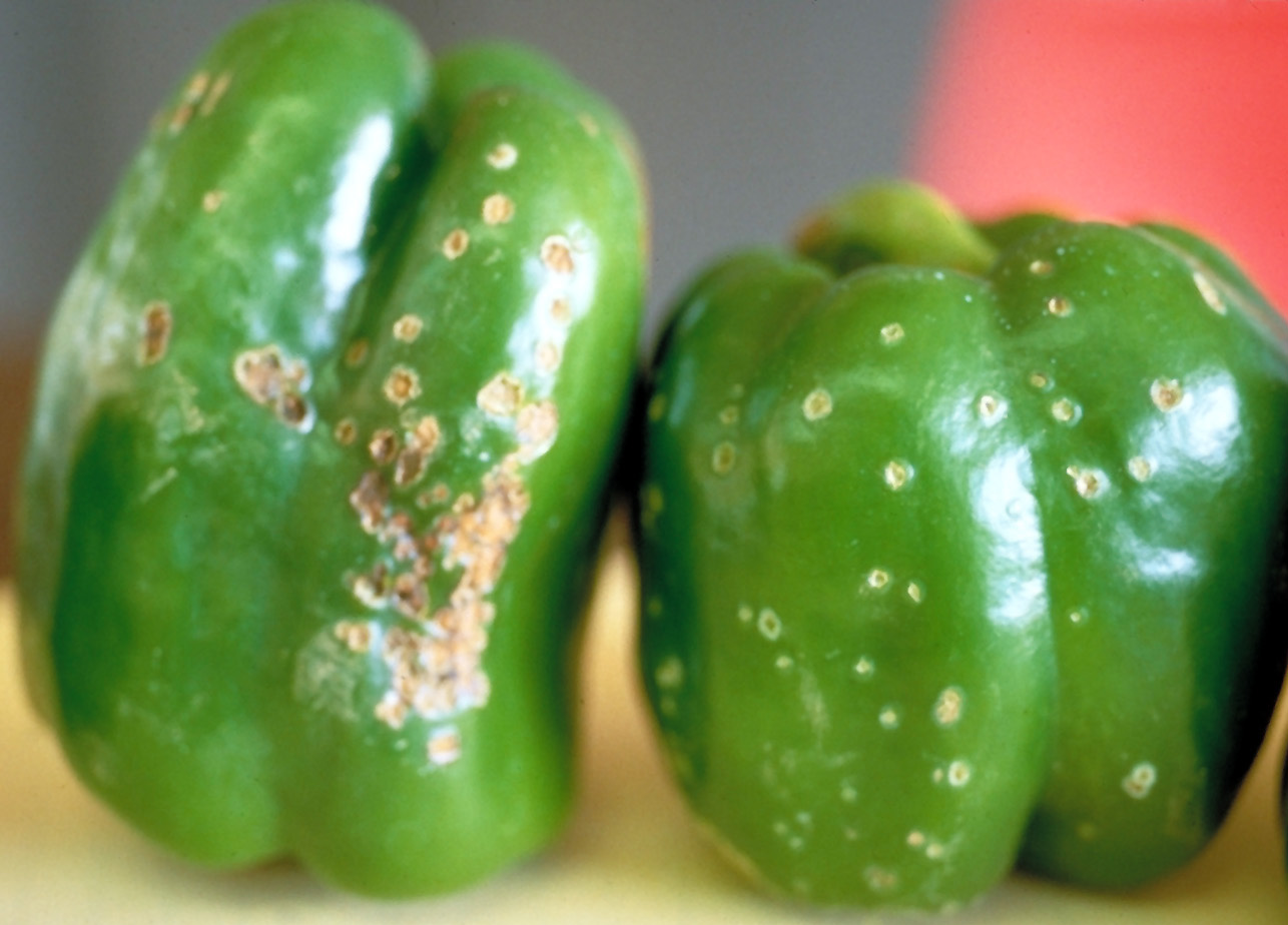 Bacterial spot on fruit.