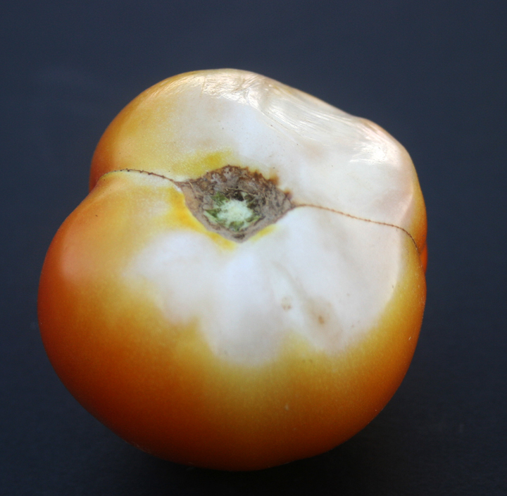 Sunscald on tomato.