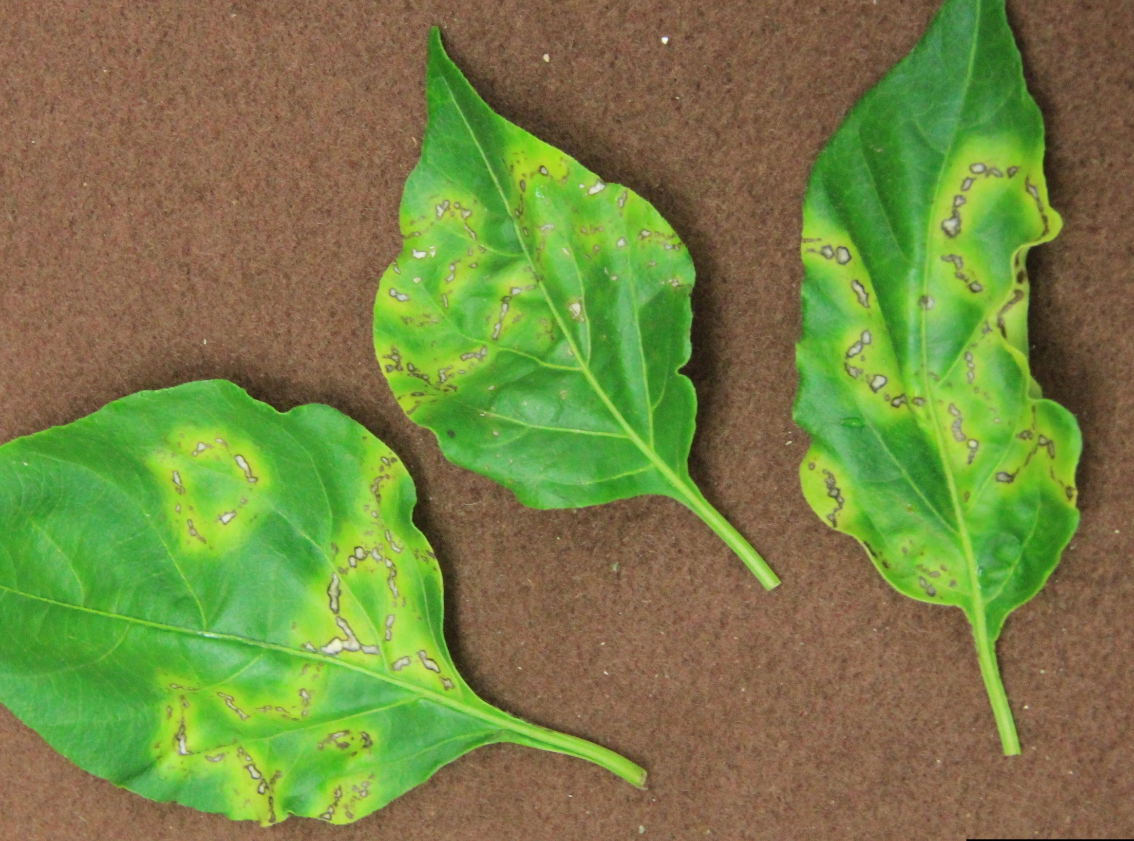 Cucumber mosaic virus on leaves.